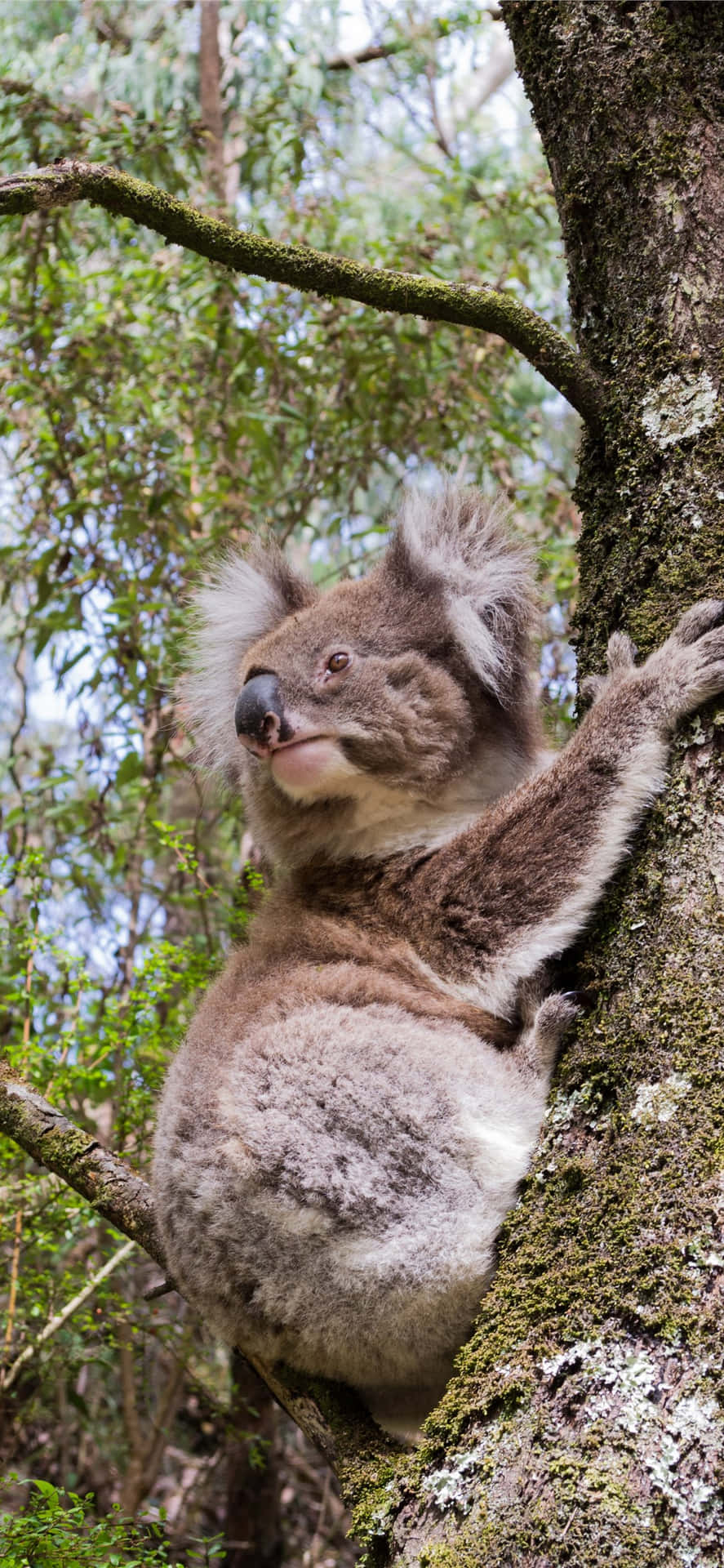 “koala Enjoying A Mid-day Snack”