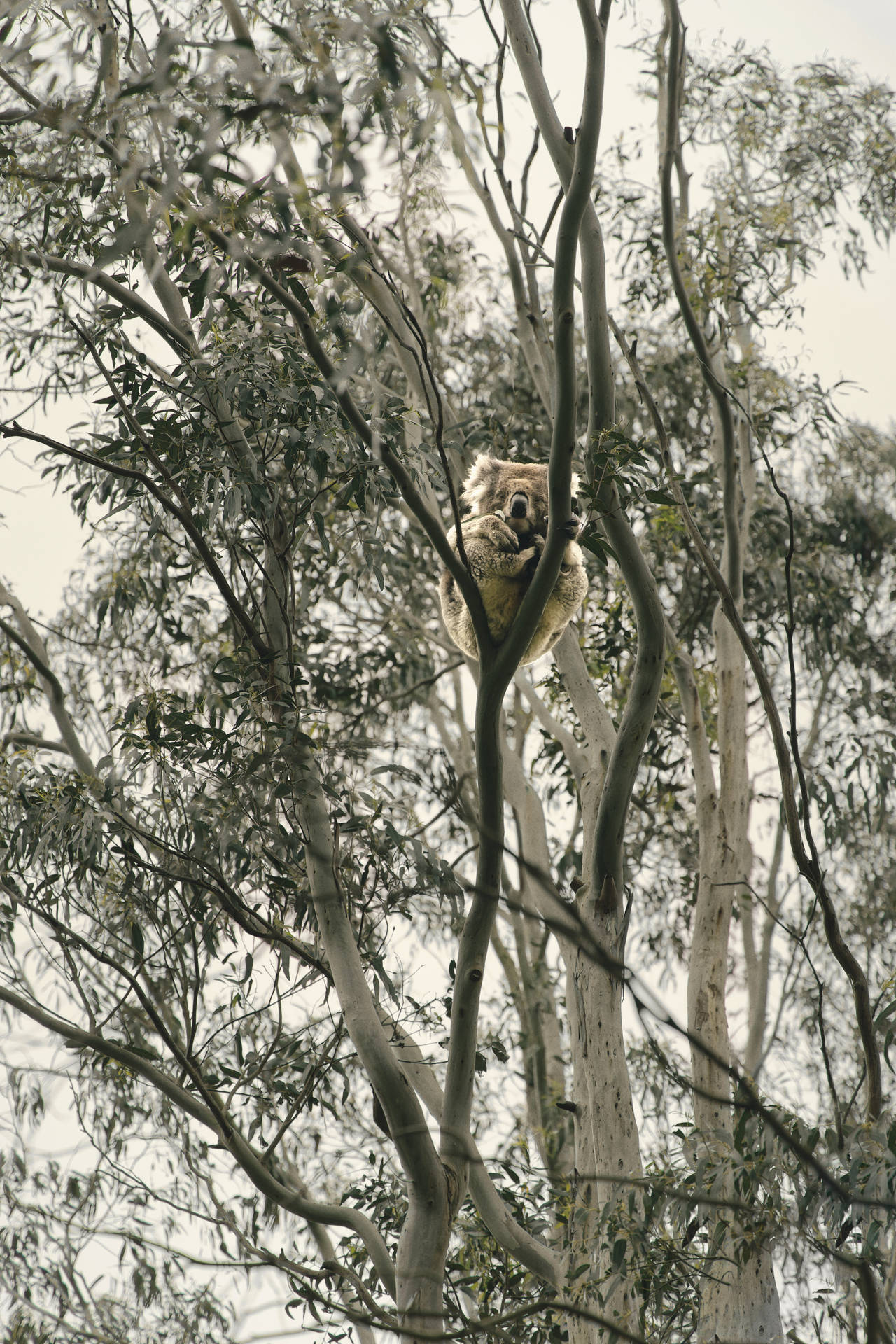 Koala Iconic Australian Animal Wallpaper