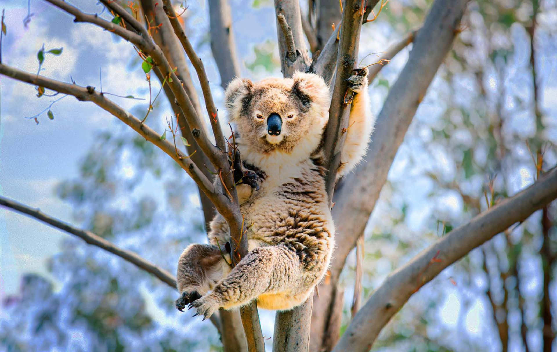 Attvara En Koala Handlar Om Att Ta Tid Att Koppla Av.