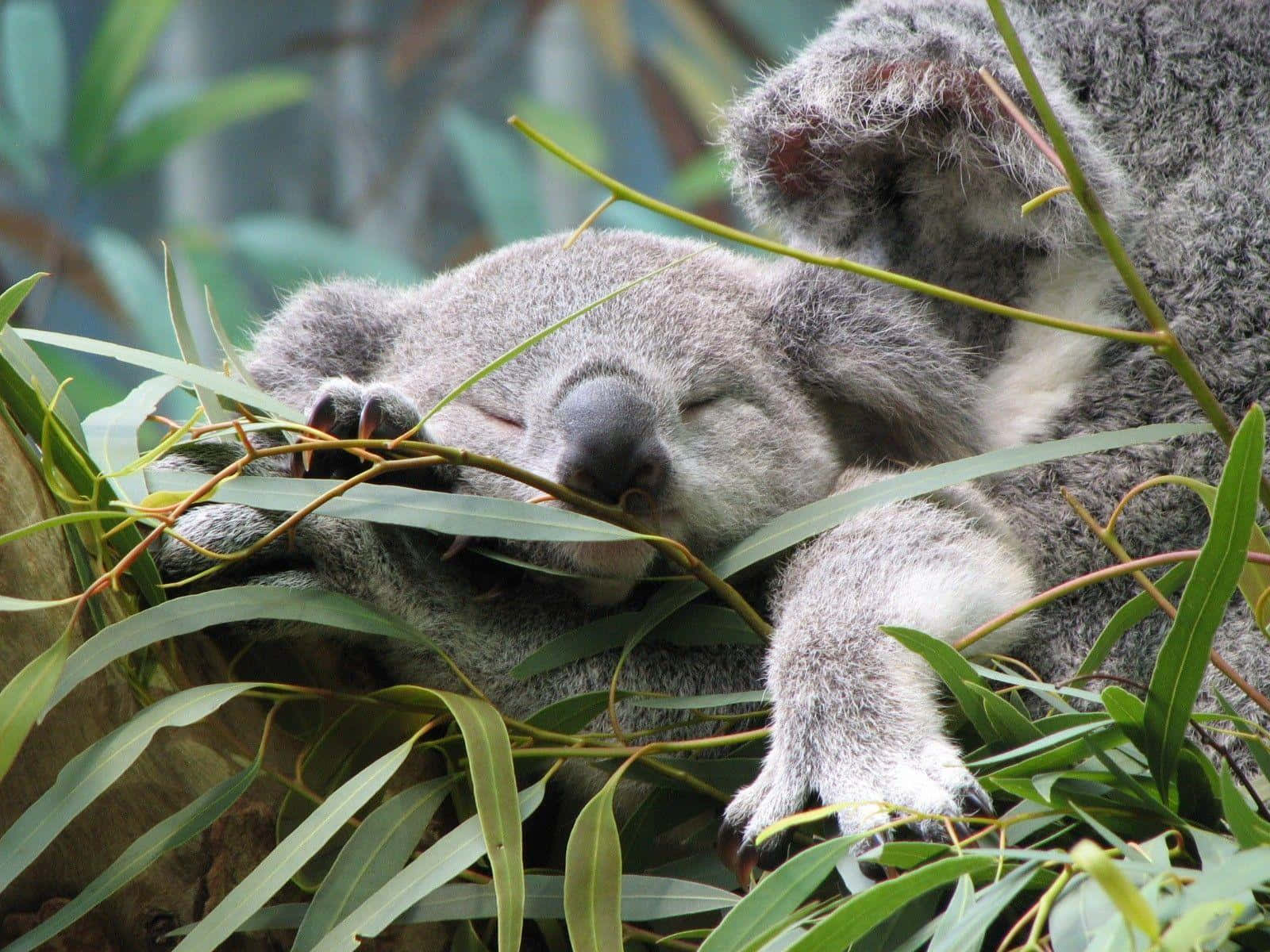 An adorable sleepy Koala lounging in a eucalyptus tree