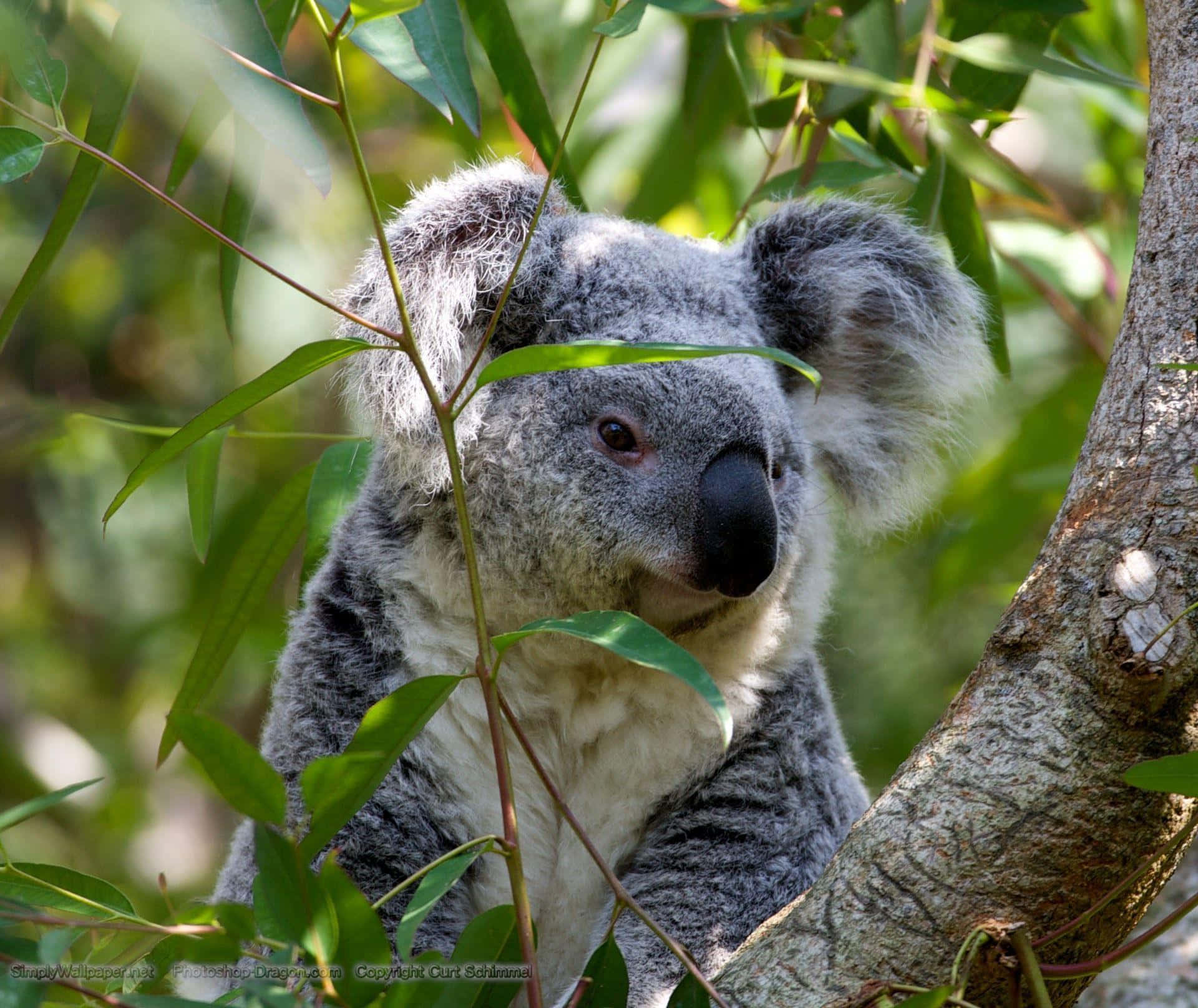 Unperezoso Koala Disfrutando Del Día.