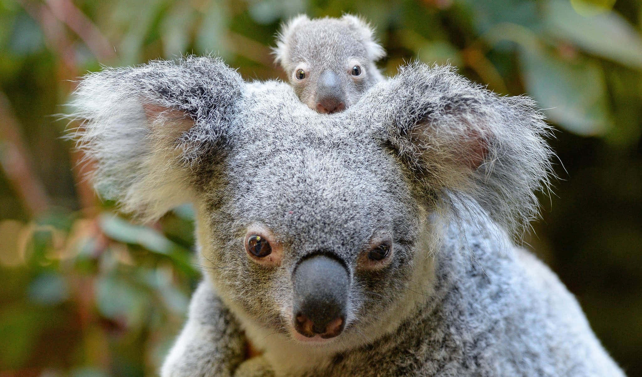 Adorable Koala Sitting on Tree