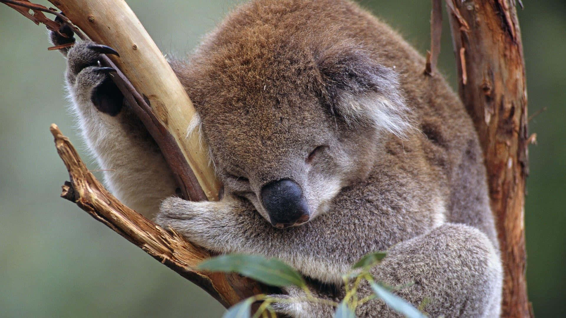 Cuddly koala taking a nap
