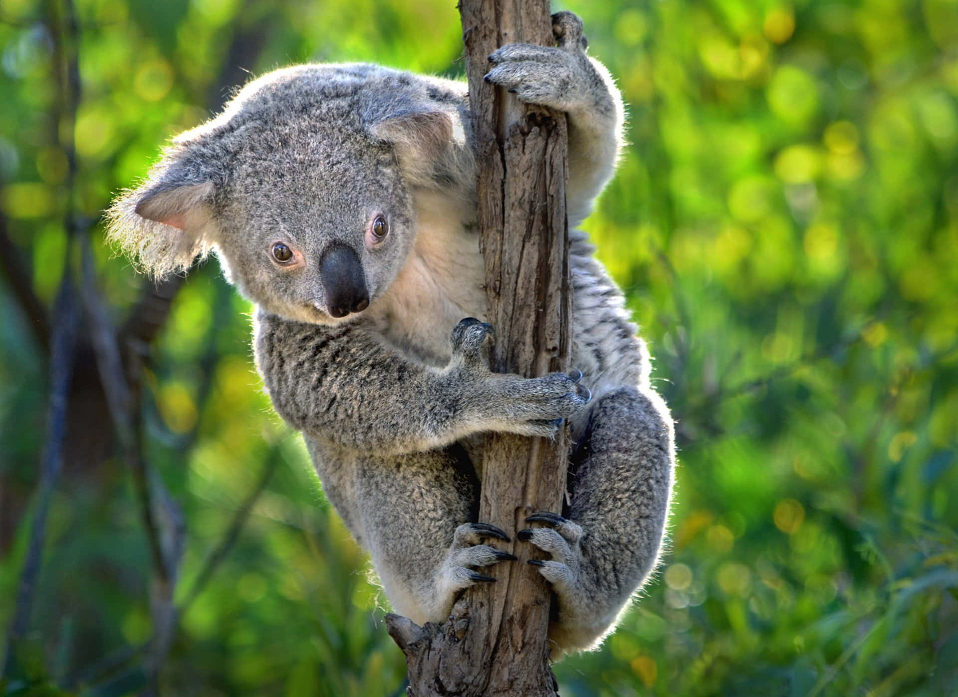 Cuddly Koala Sitting Up Tree