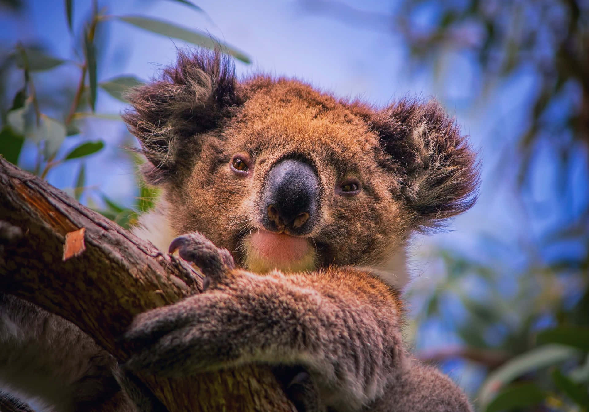 Cuddly Koala Bear Enjoying Its Refreshing Eucalyptus Meal