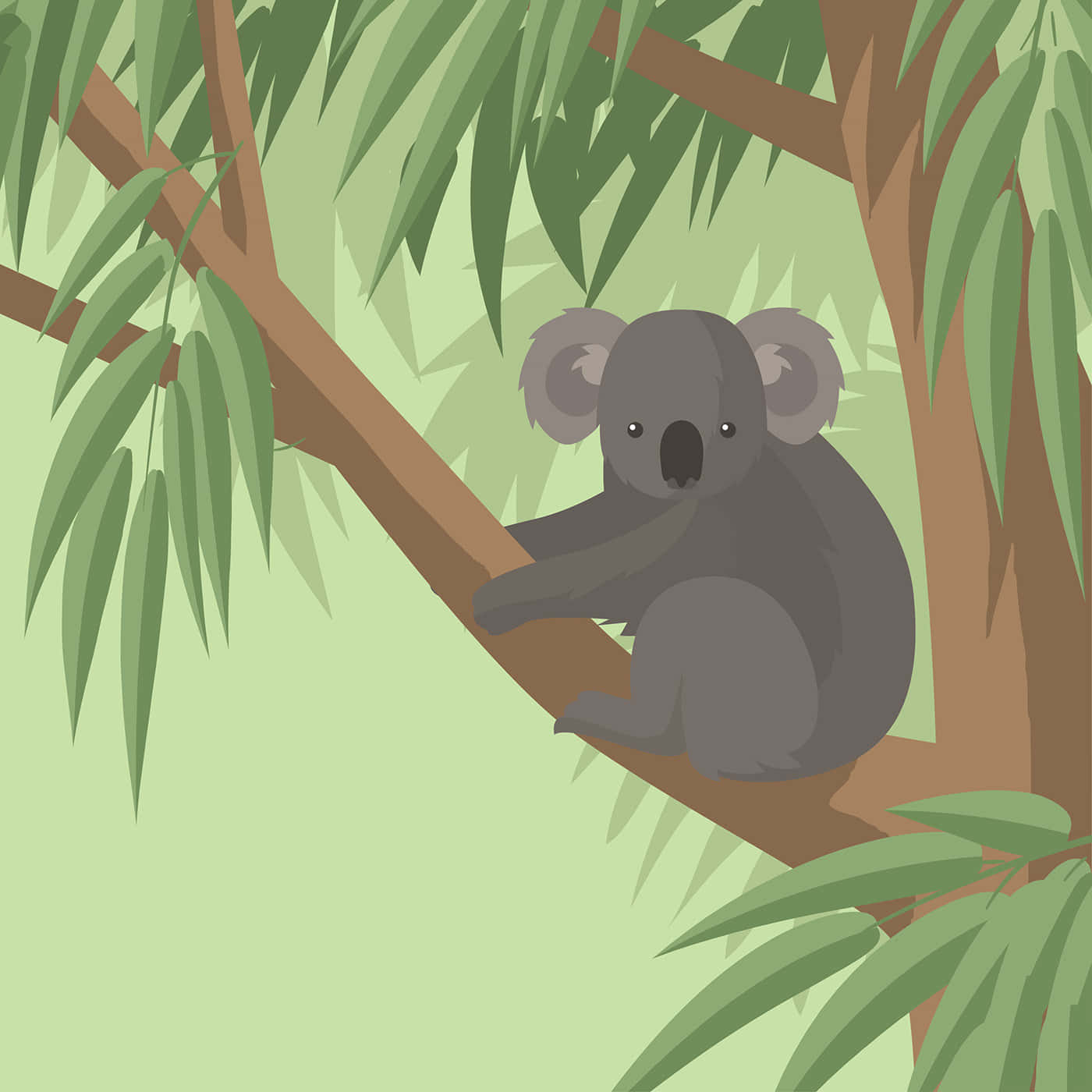 A Cuddly Koala