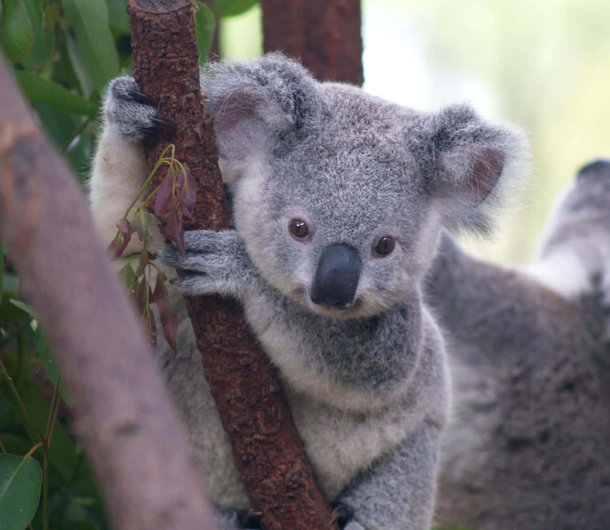 Cute Koala Sitting In Tree