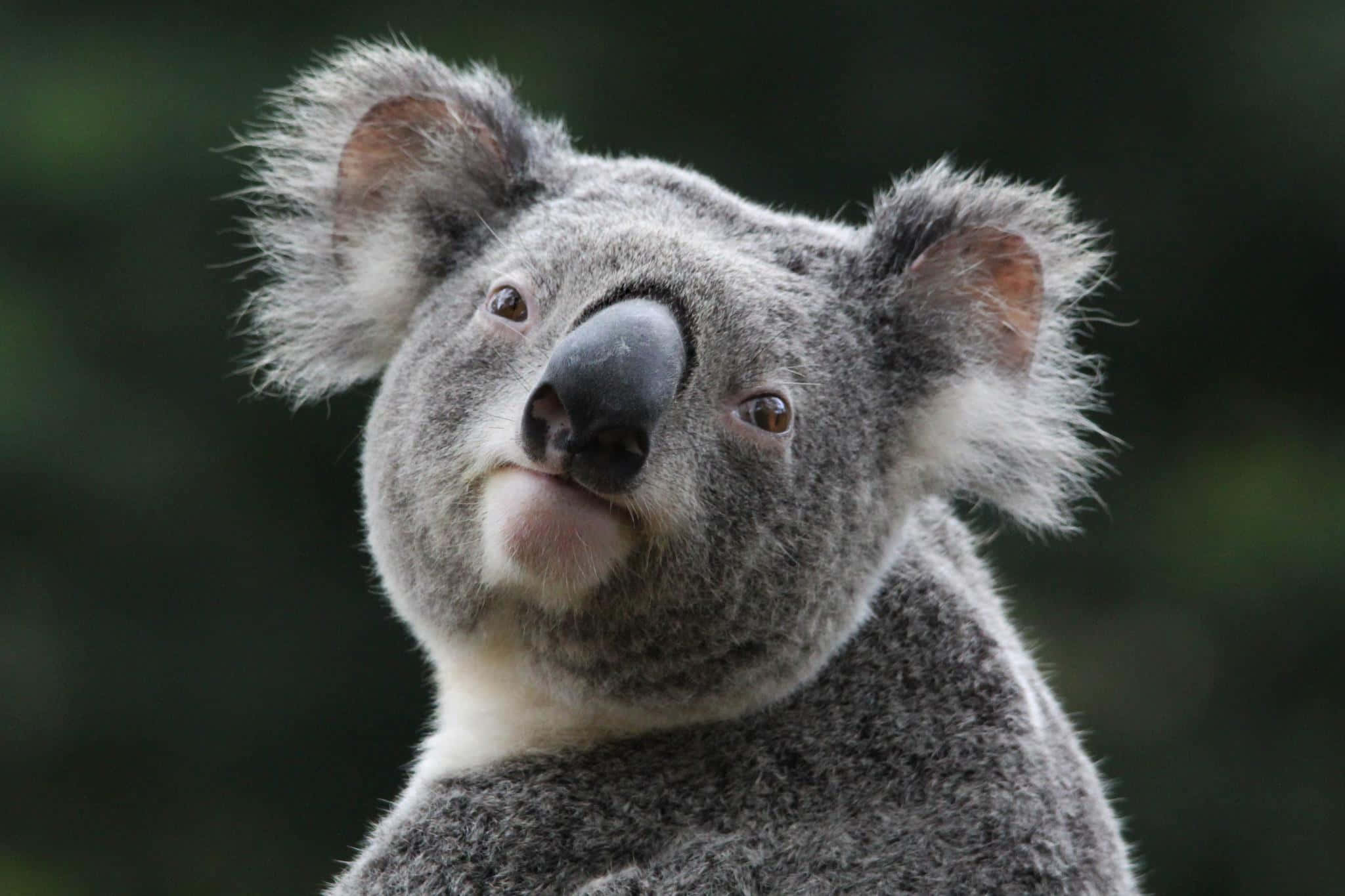 A Koala looking deep into the Australian Bushland