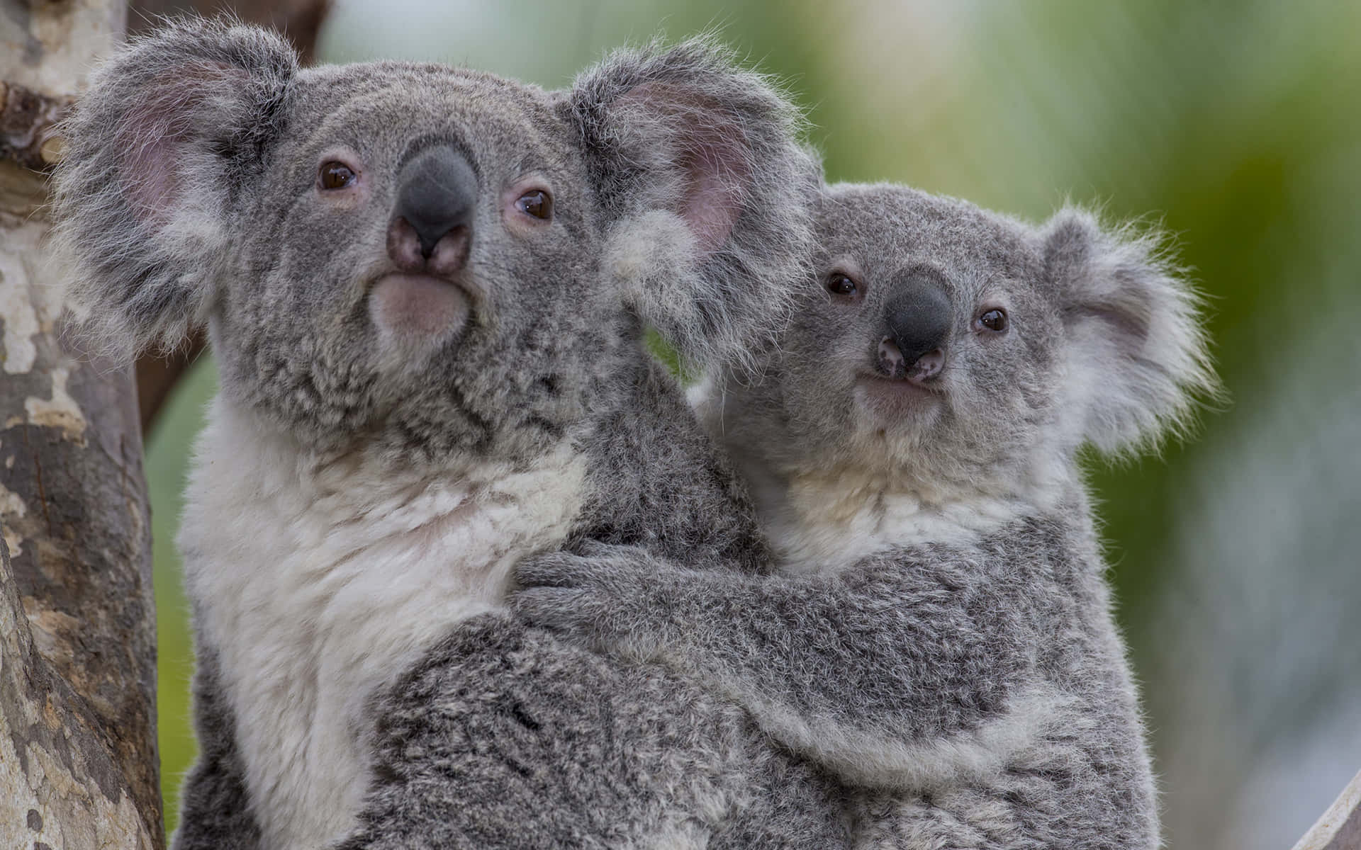 Englad Koala, Der Spiser Et Sødt Blad.