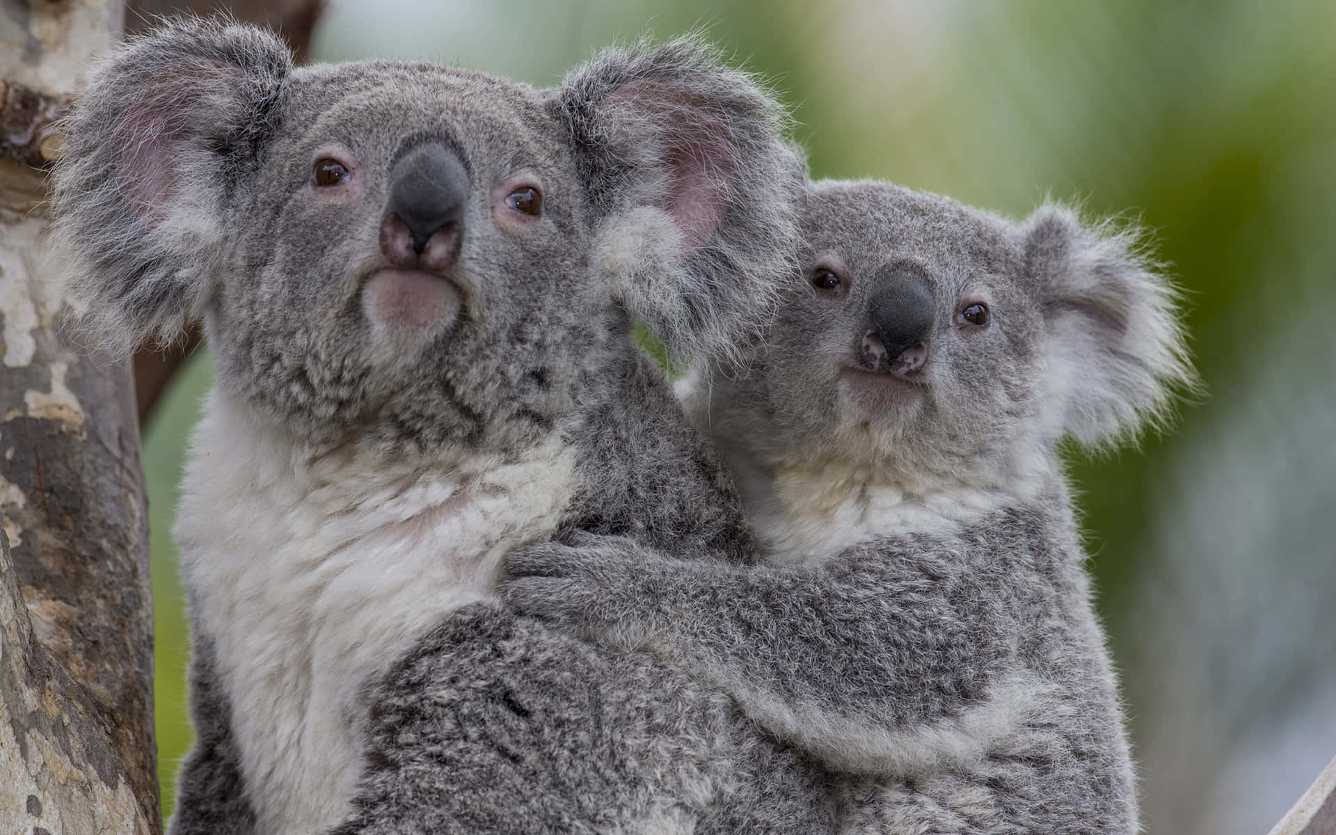 Englad Koala Som Äter Ett Sött Blad