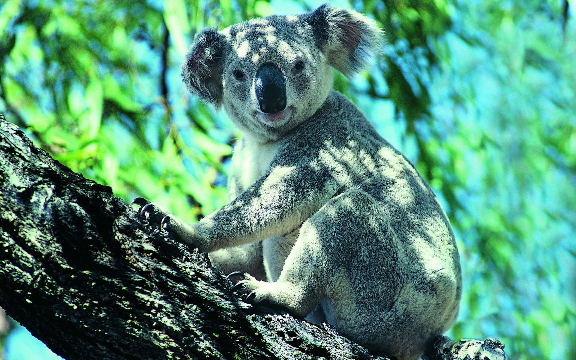 Grey Koala Bear Clinging To A Tree Branch