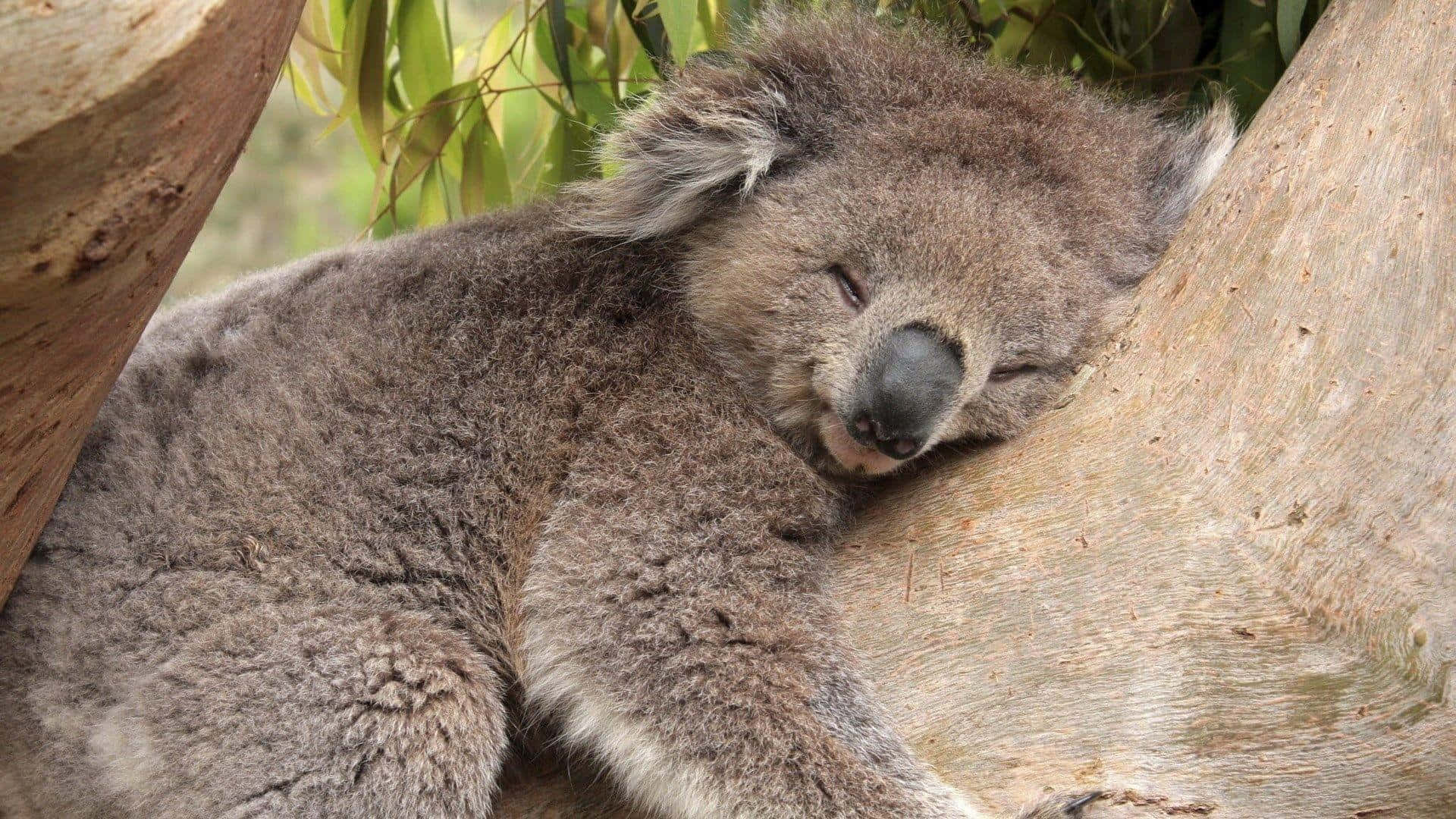 A koala resting in its natural habitat
