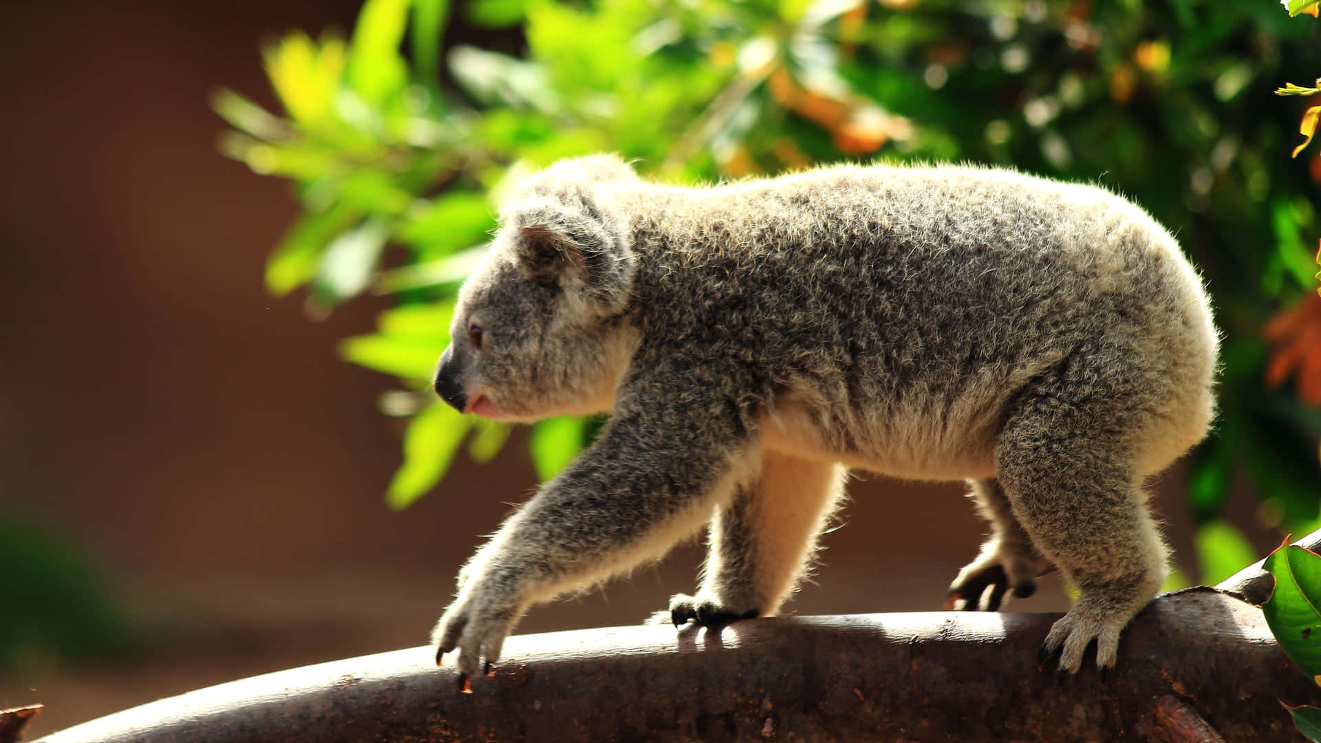 Enensam Koala Satt Högst Upp På Ett Träd I Sin Naturliga Livsmiljö.