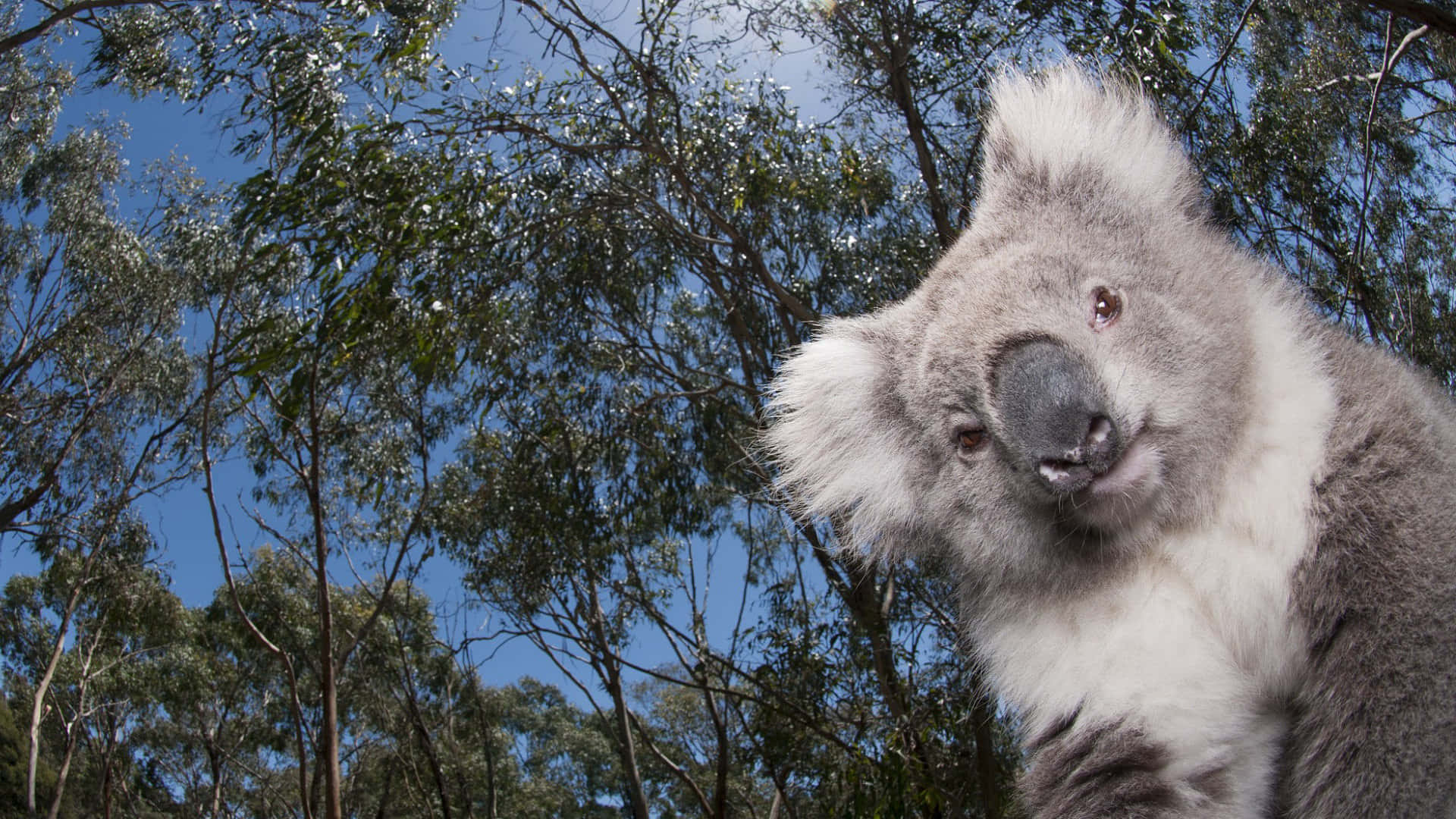 Adorable Koala Hugs a Tree