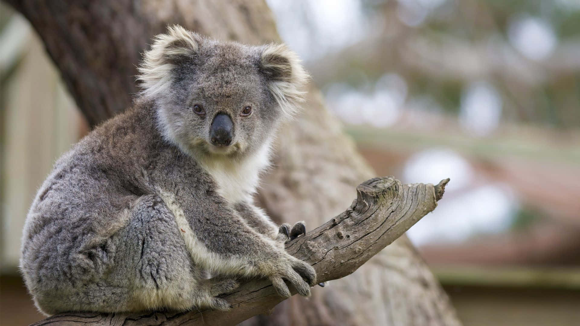 "Pensive Koala Bears Enjoying a True Australian Outback Experience"