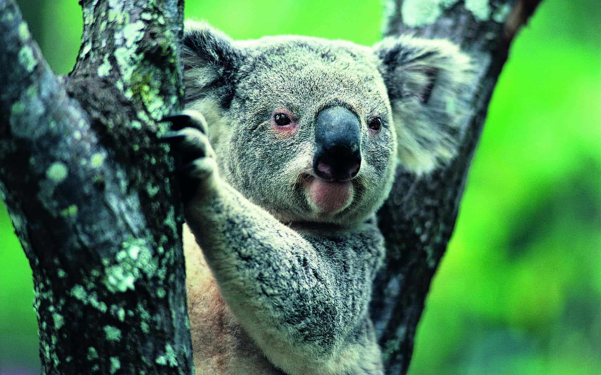 A solitary koala perched in an eucalyptus tree