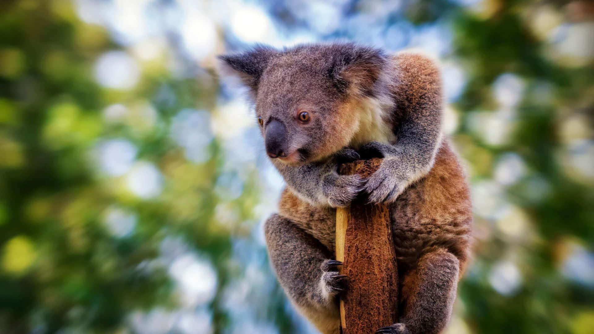 Etfredeligt Øjeblik Mellem En Koala Og Dens Pasningsperson.