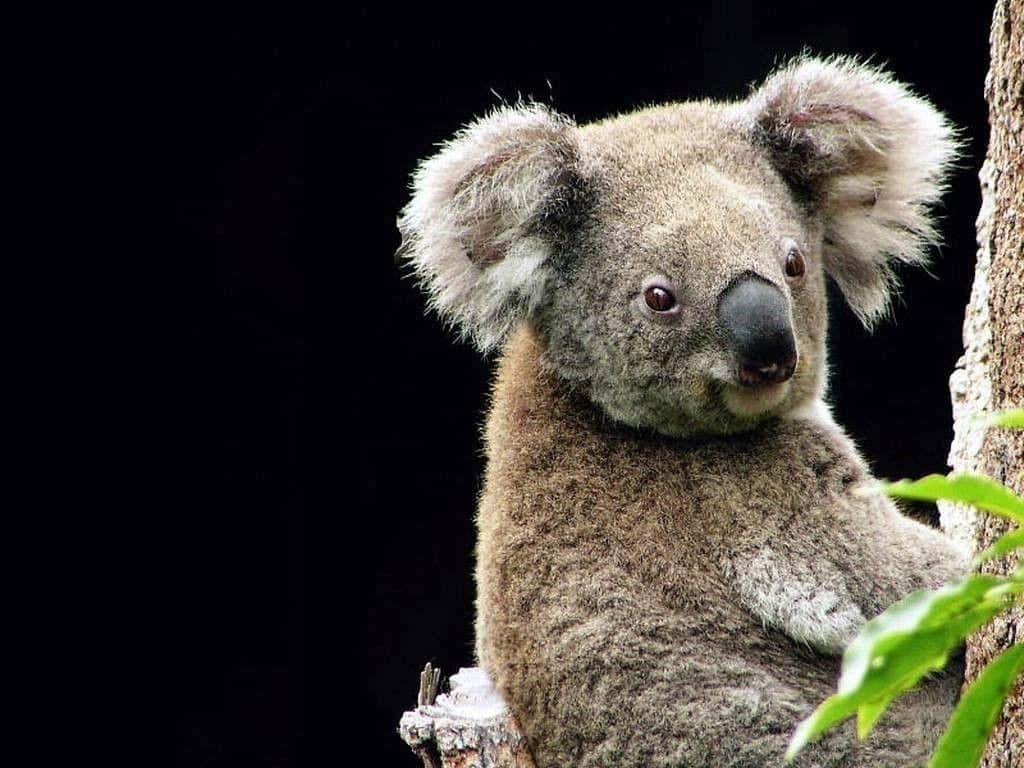 Kramningmed En Koala I Australien.