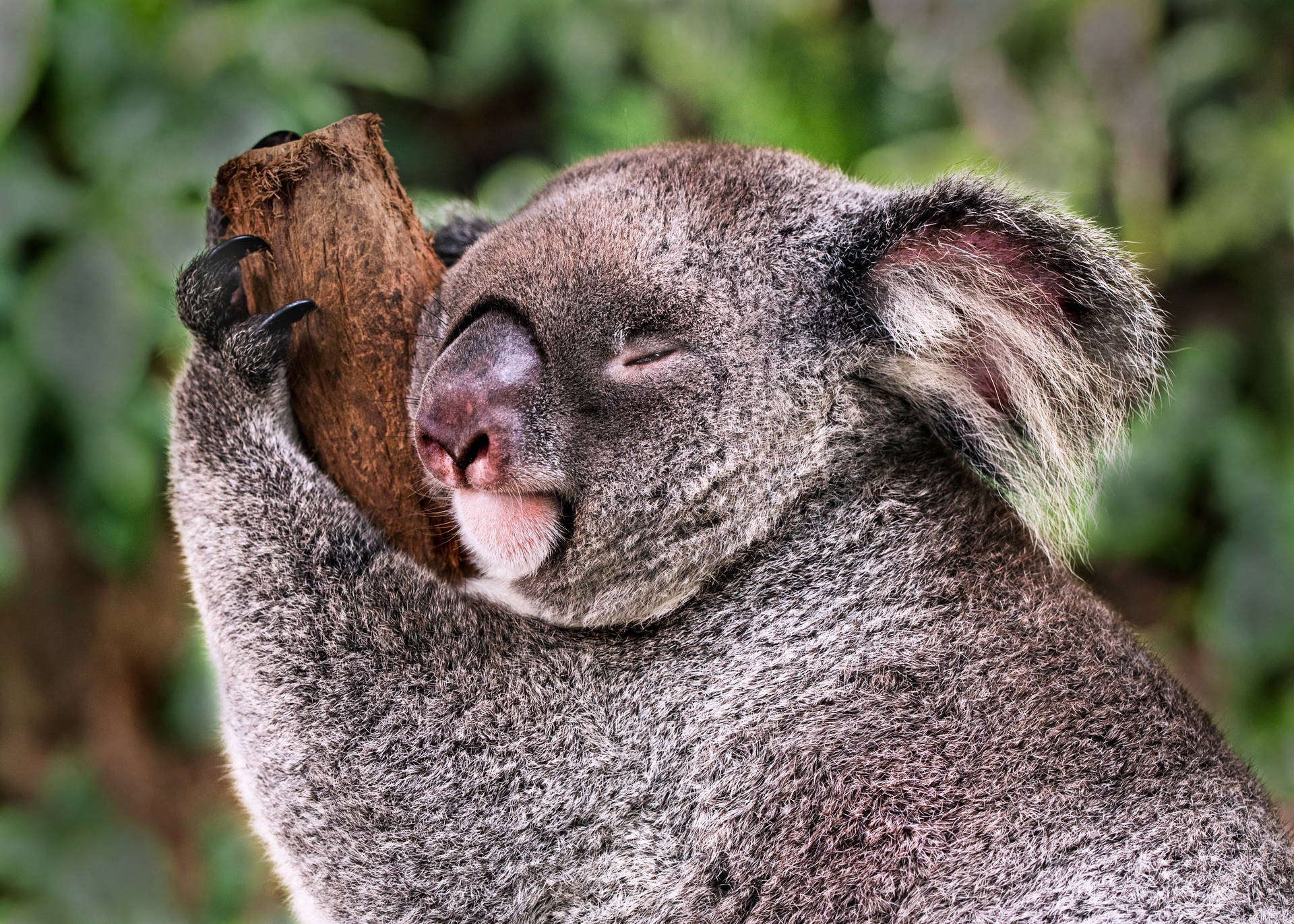Fotode Koala Com Foco Rasante Para Papel De Parede De Computador Ou Celular. Papel de Parede