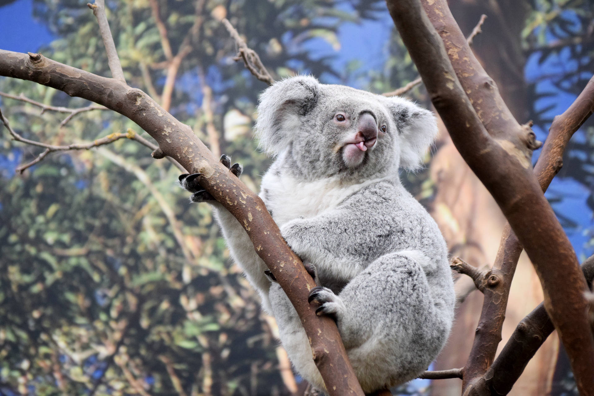Koala Tongue Sticking Out Wallpaper