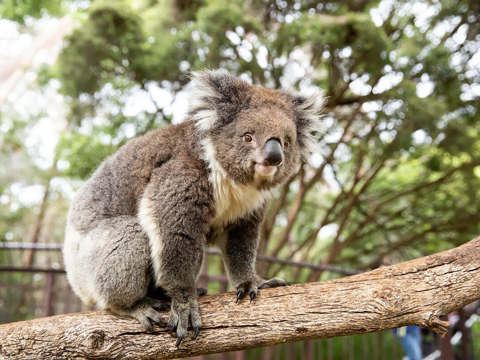 Koalaon Branch Melbourne Zoo Wallpaper