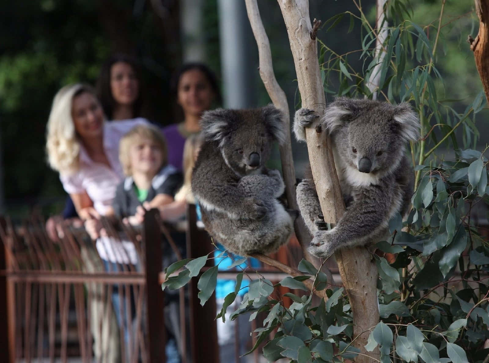Koalasand Spectatorsat Zoo Wallpaper
