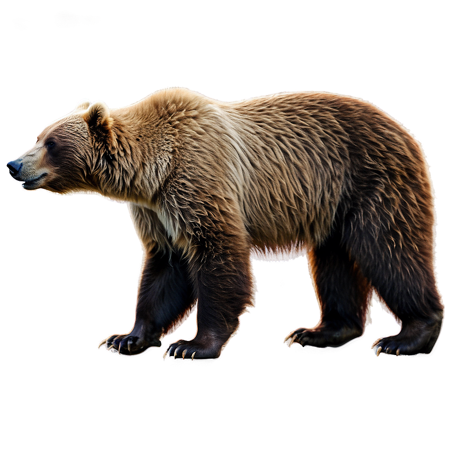 Download Kodiak Bear Alaska Png 05242024 | Wallpapers.com