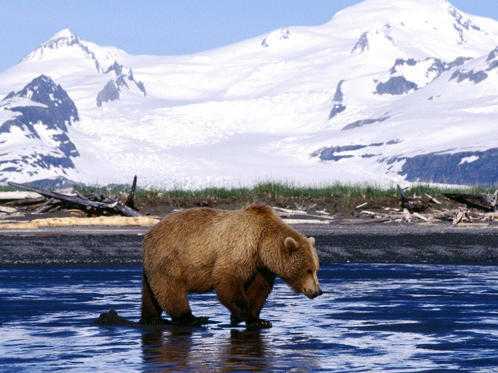 Kodiak Bear Catching Fish On Ice
