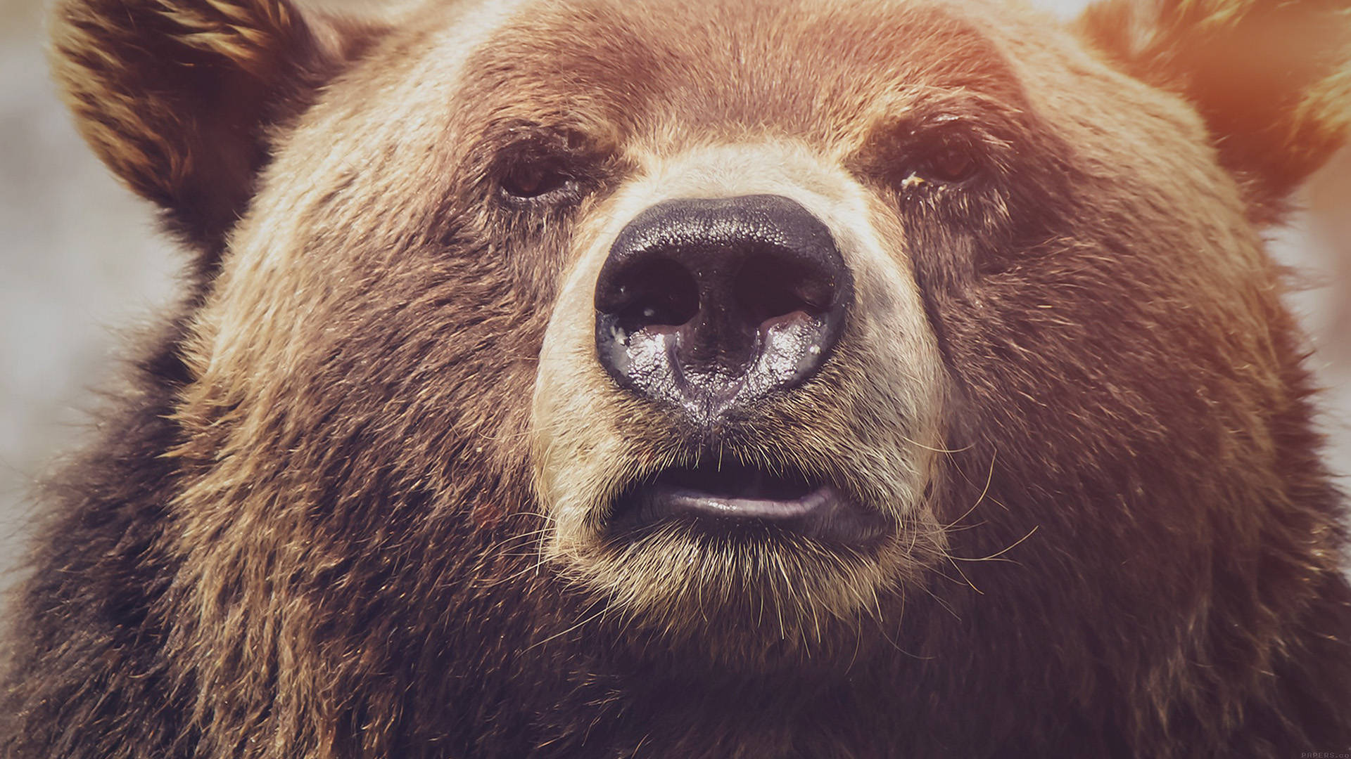 Kodiak Bear Close Encounter