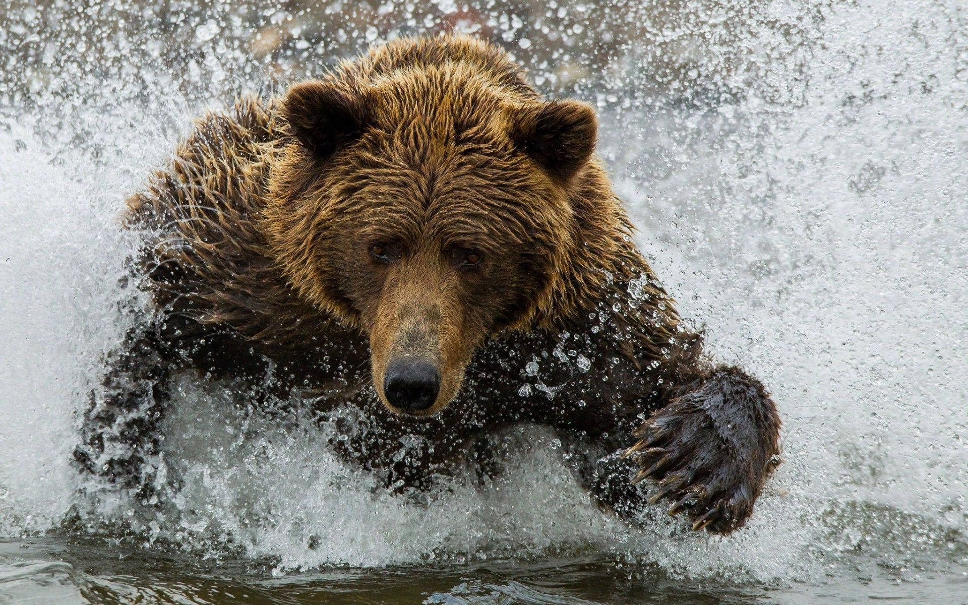 Kodiak Bear Crossing Water