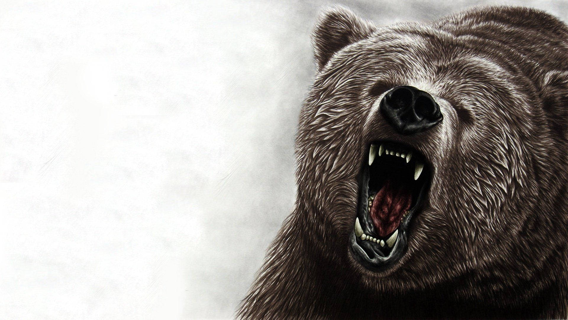 Kodiak Bear Drawing
