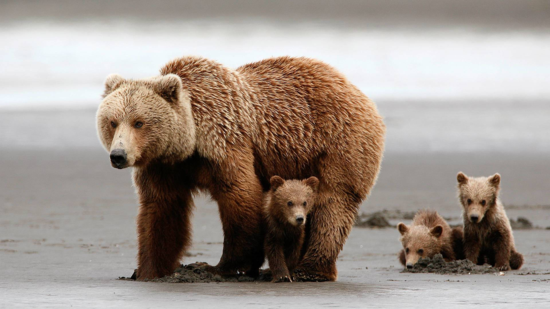 Kodiak Bear Family In Beach