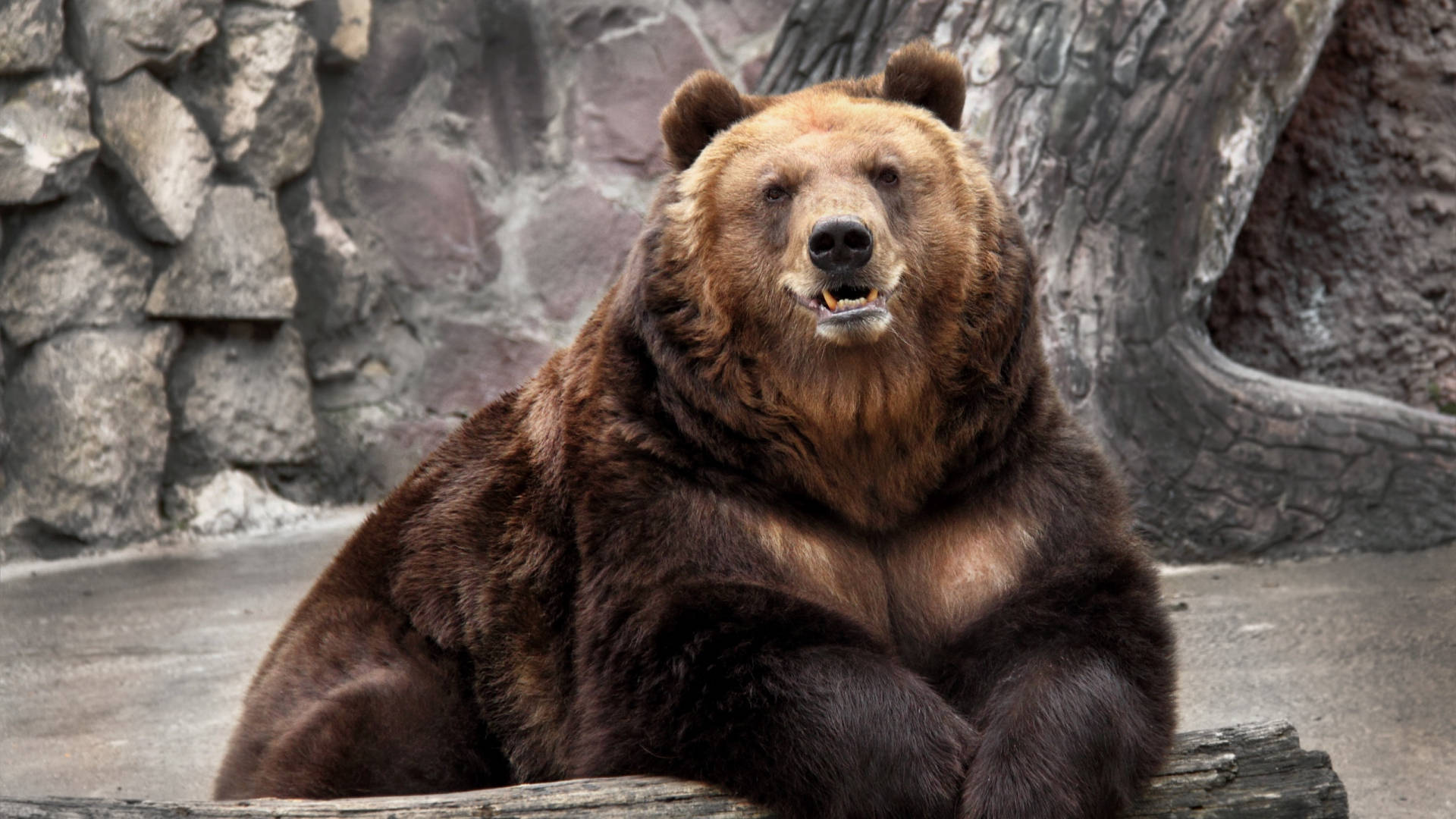 Kodiak Bear On A Zoo