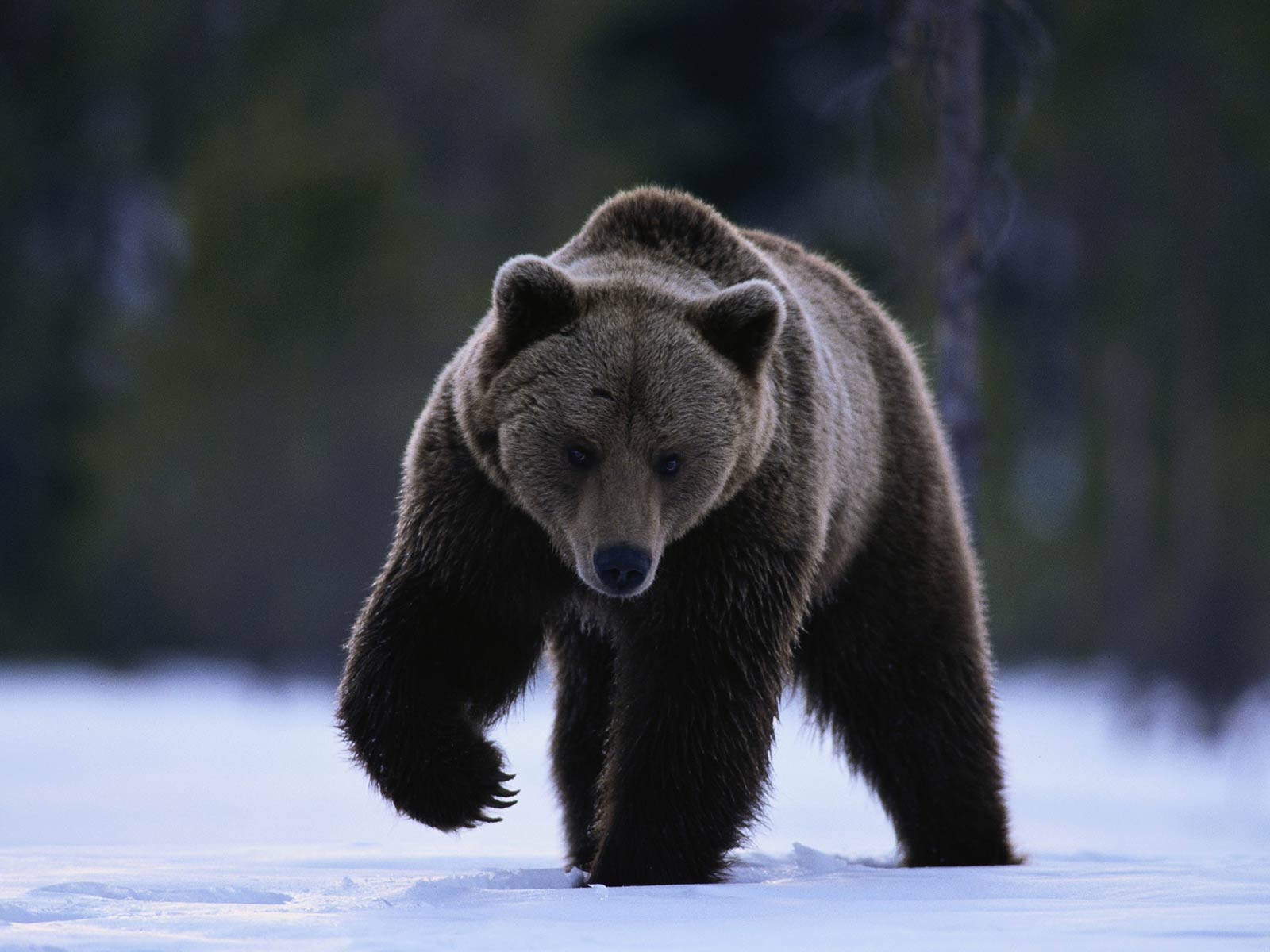 Kodiak Bear On Snow