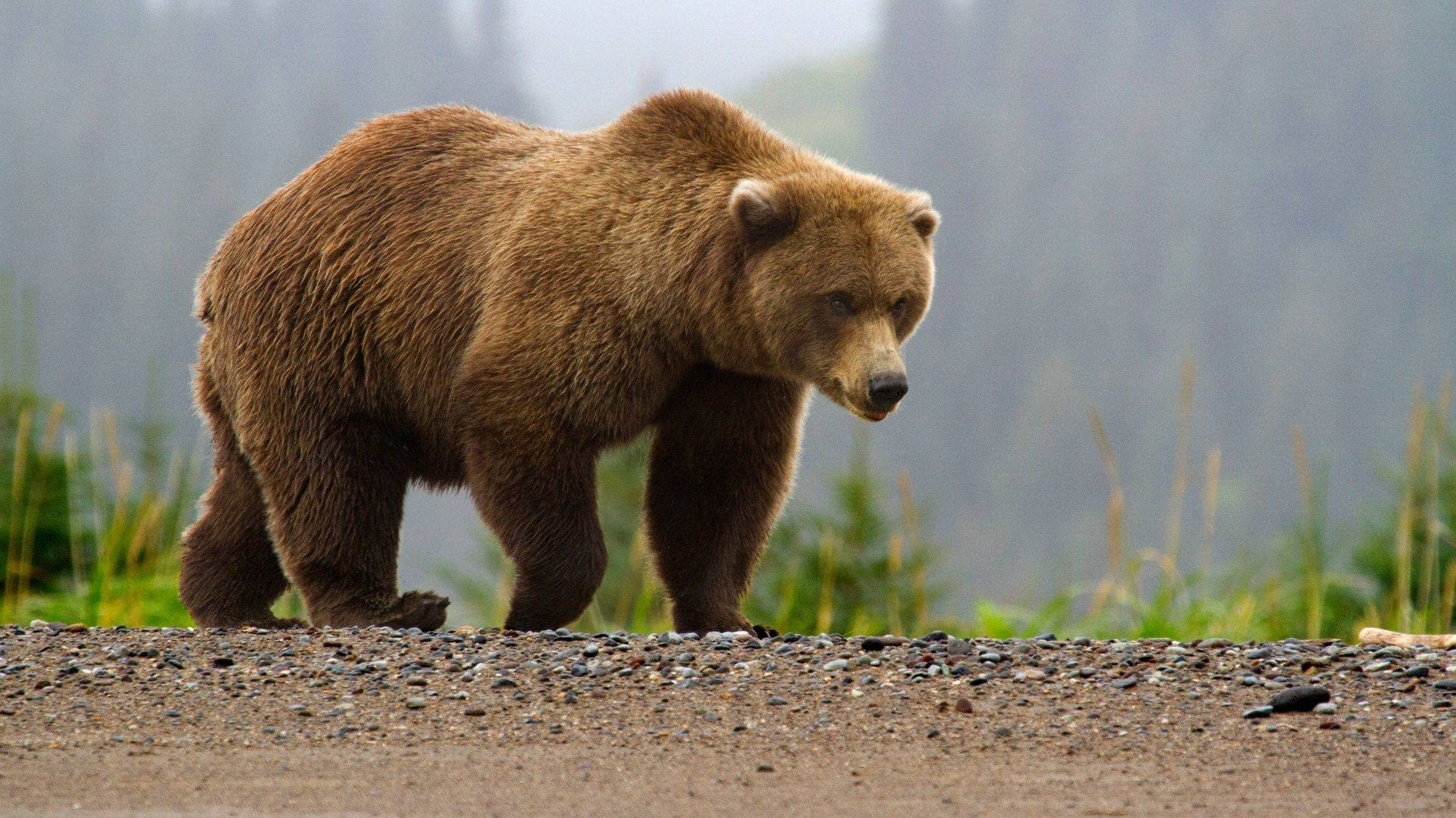 Kodiak Bear On The Road