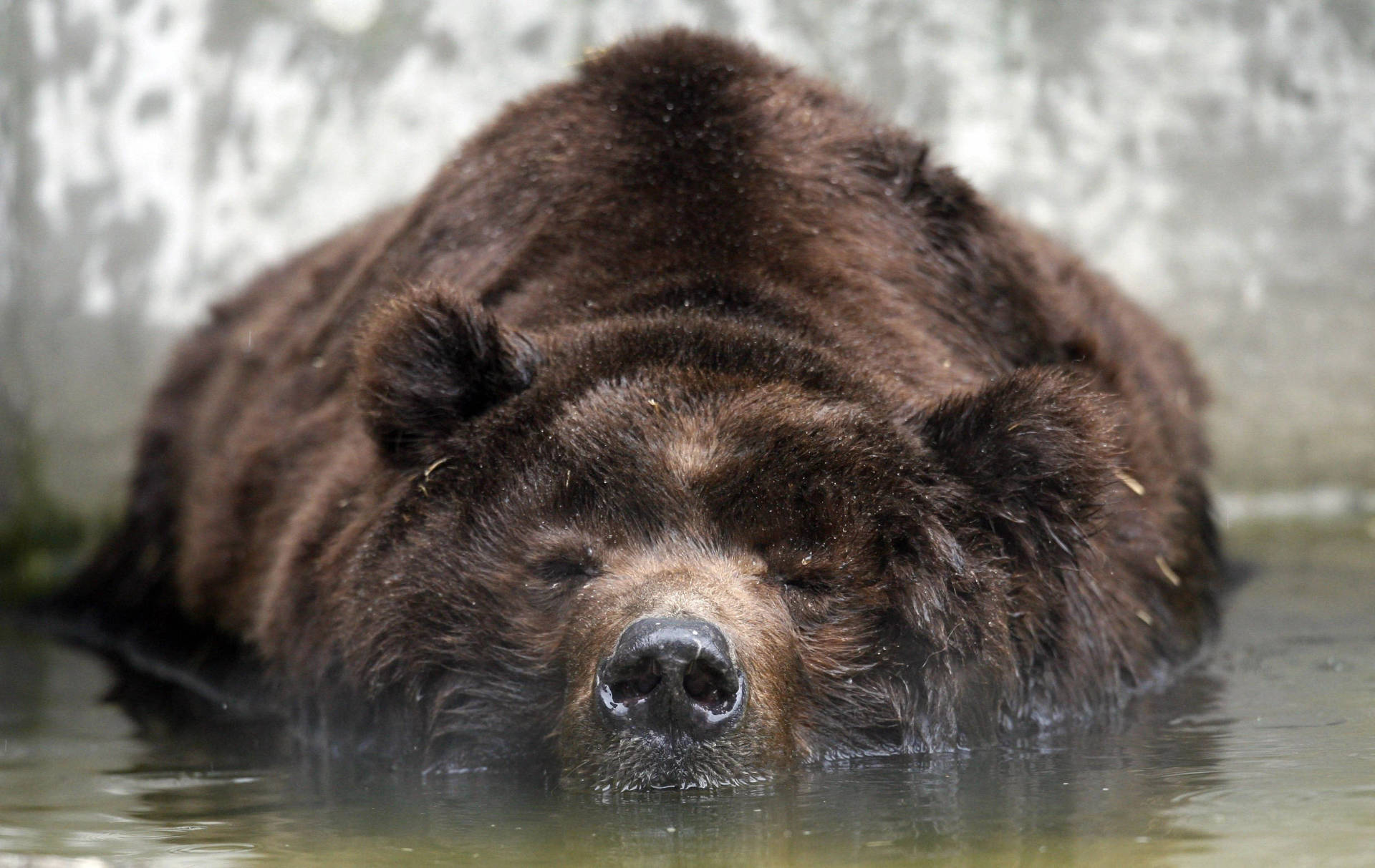 Kodiak Bear On Water