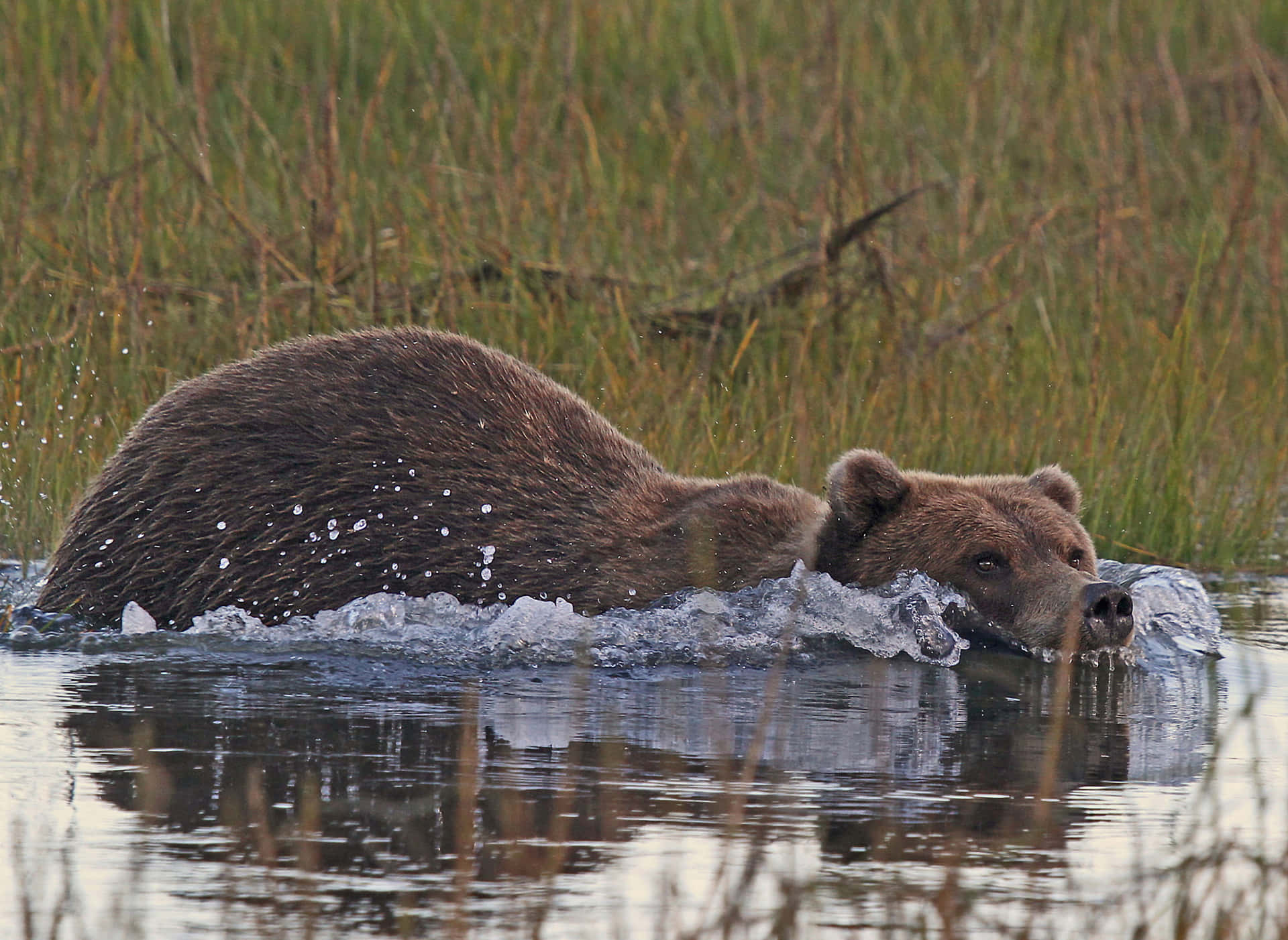 Kodiak Bear Pictures