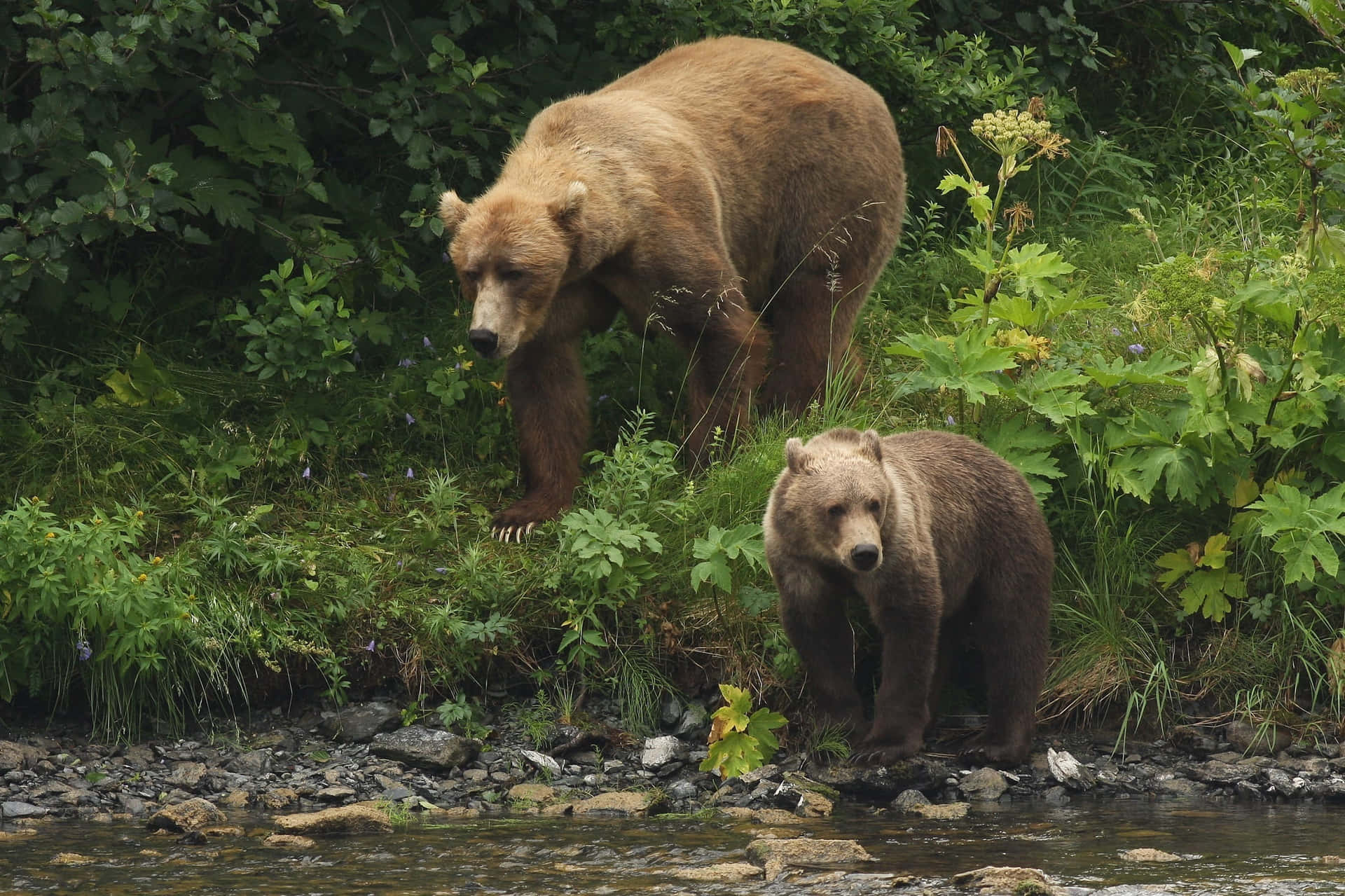 Two Brown Bears Standing Near A River