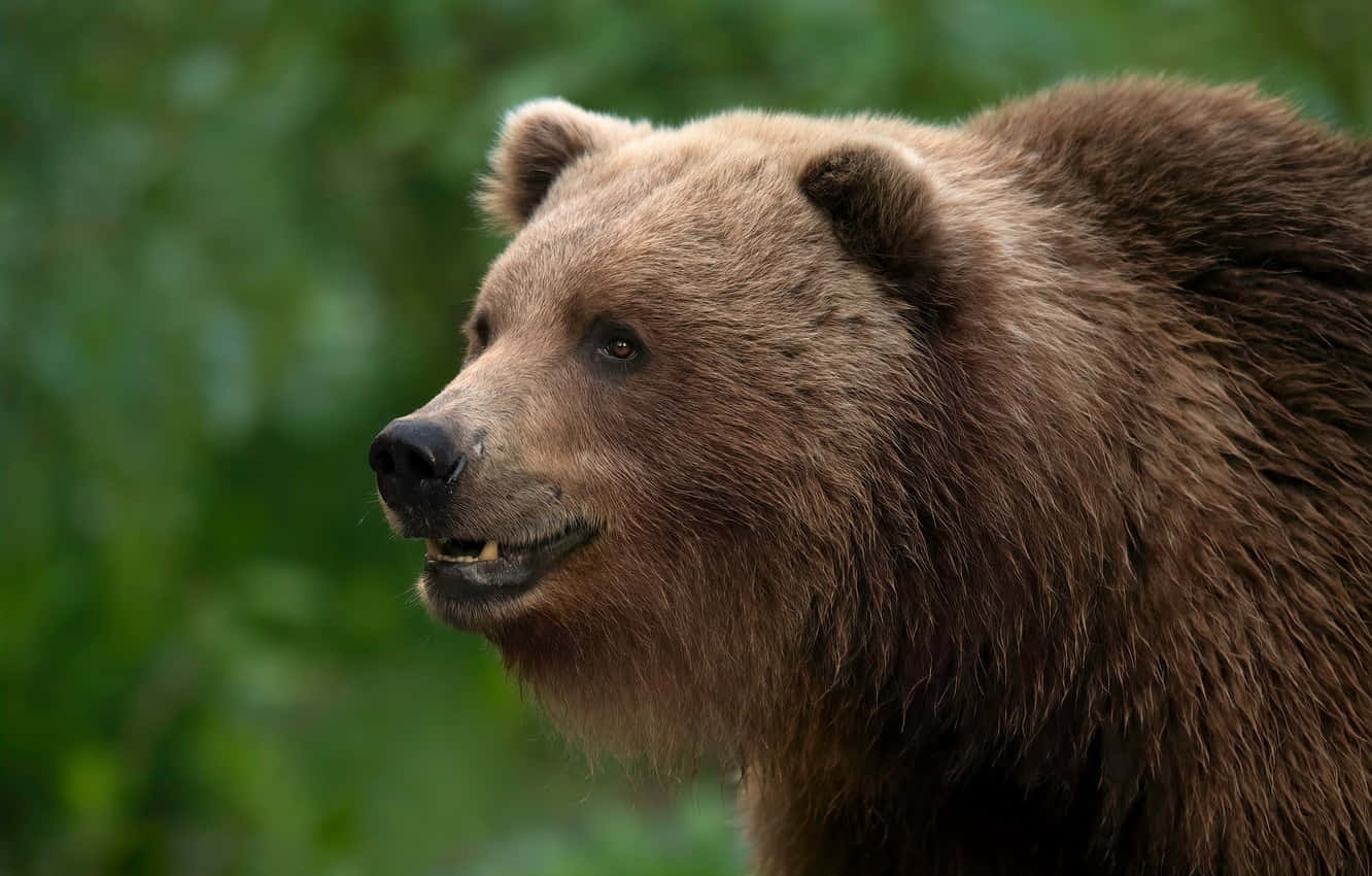 Kodiak Bear Pictures