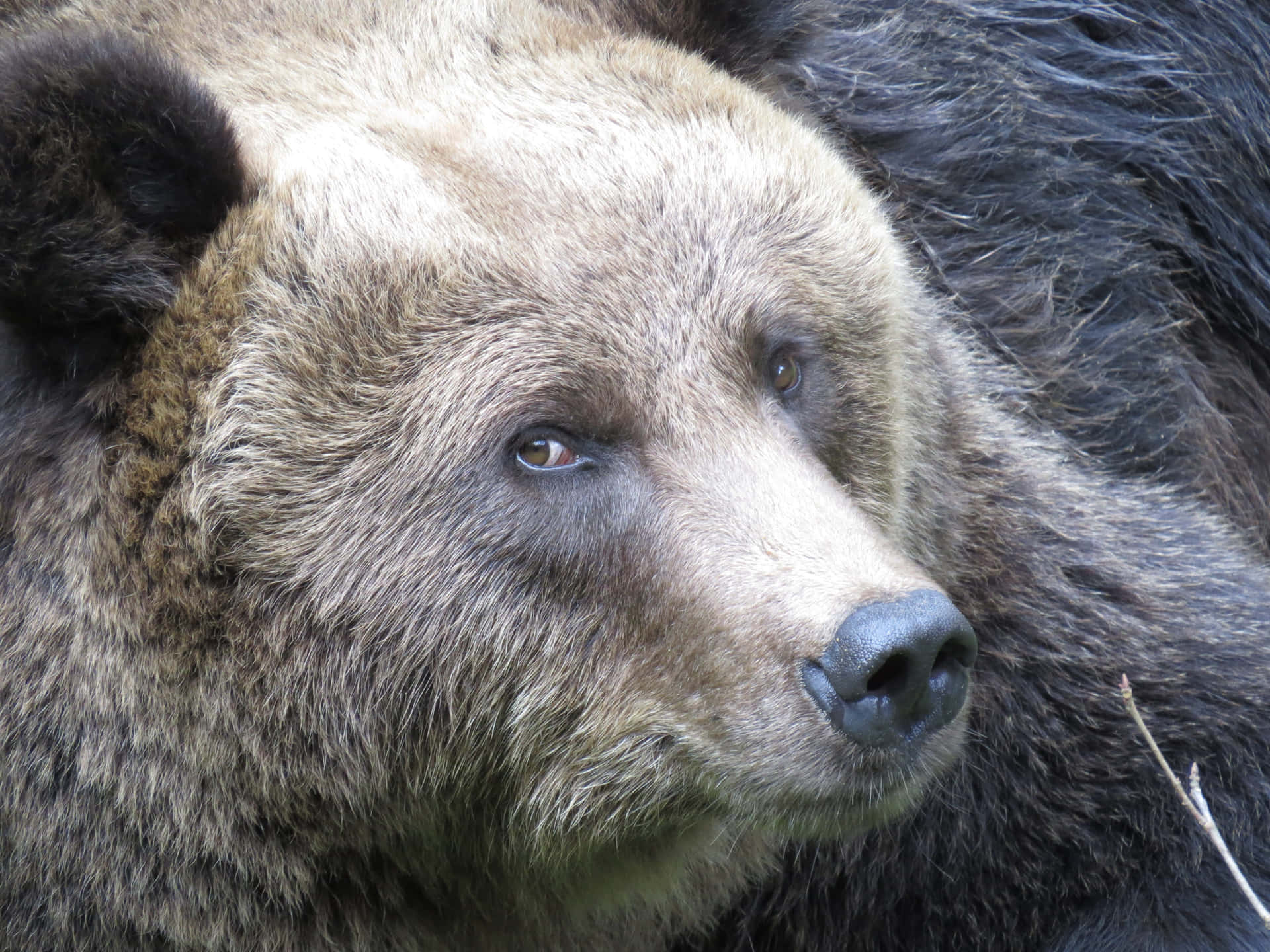 Kodiak Bear Pictures