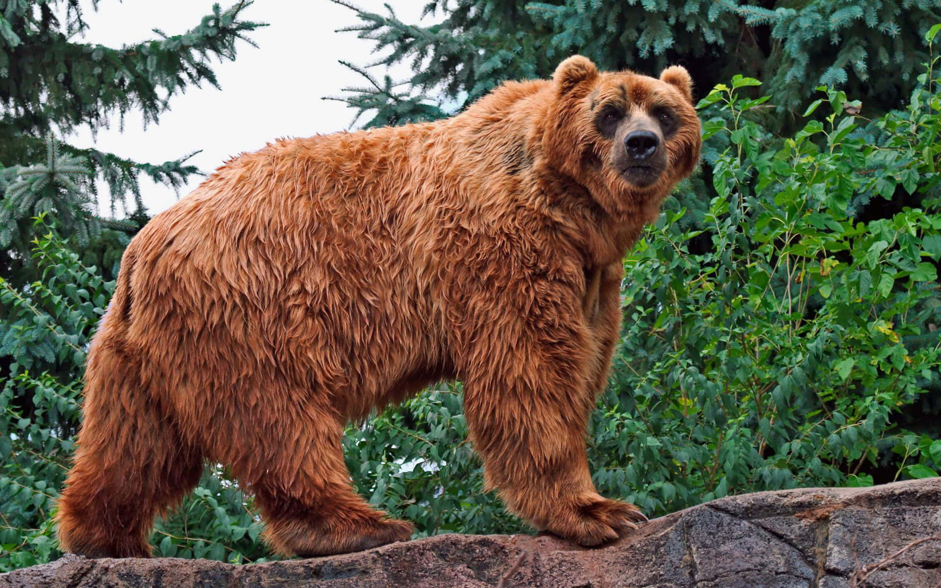 A Kodiak Bear resting in a forest