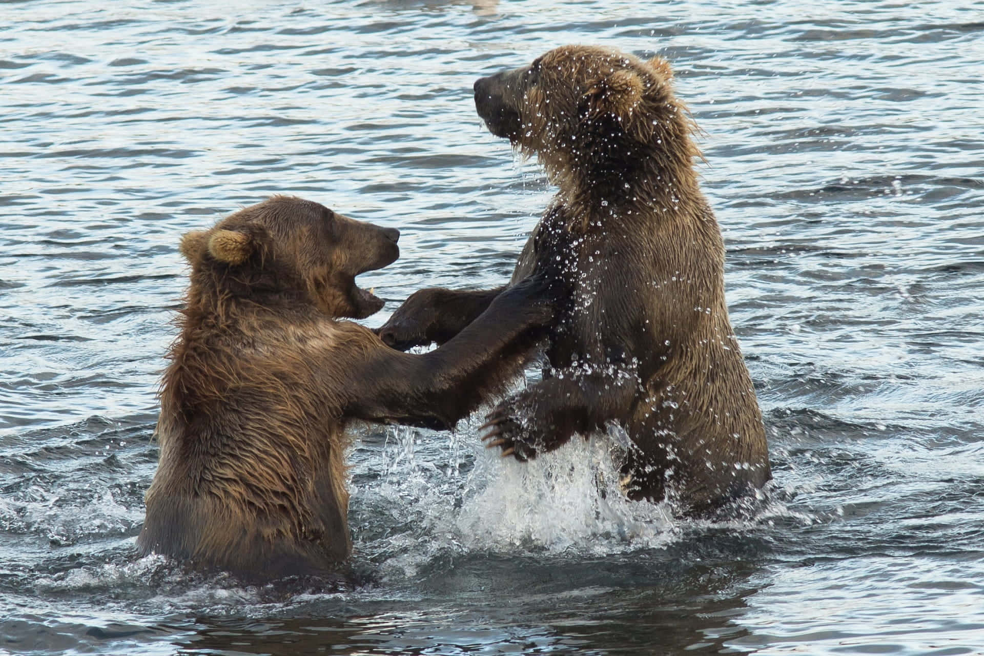 Kodiak Bear Pictures