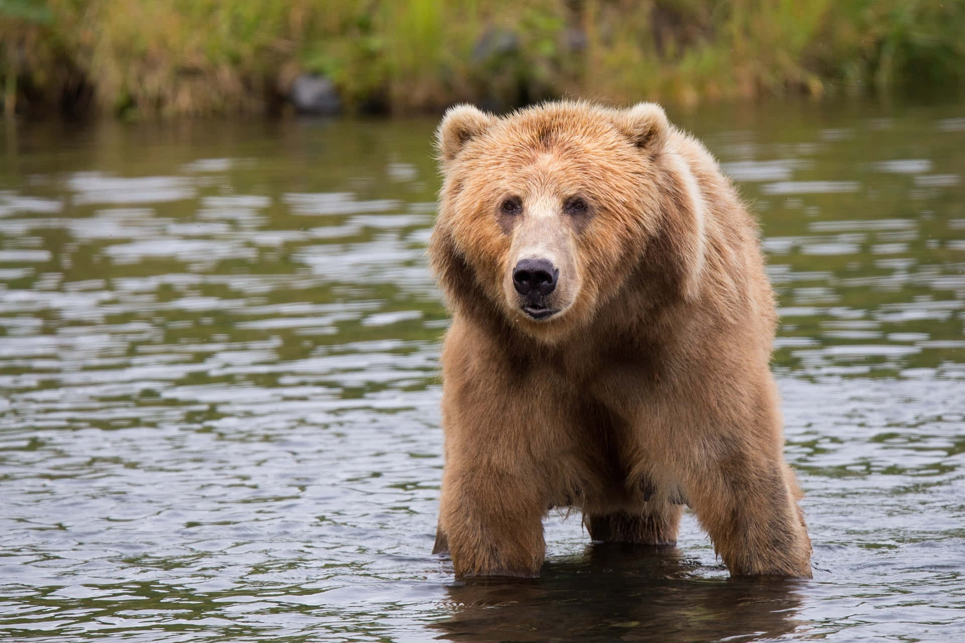 A Kodiak Bear in its Natural Alpine Habitat