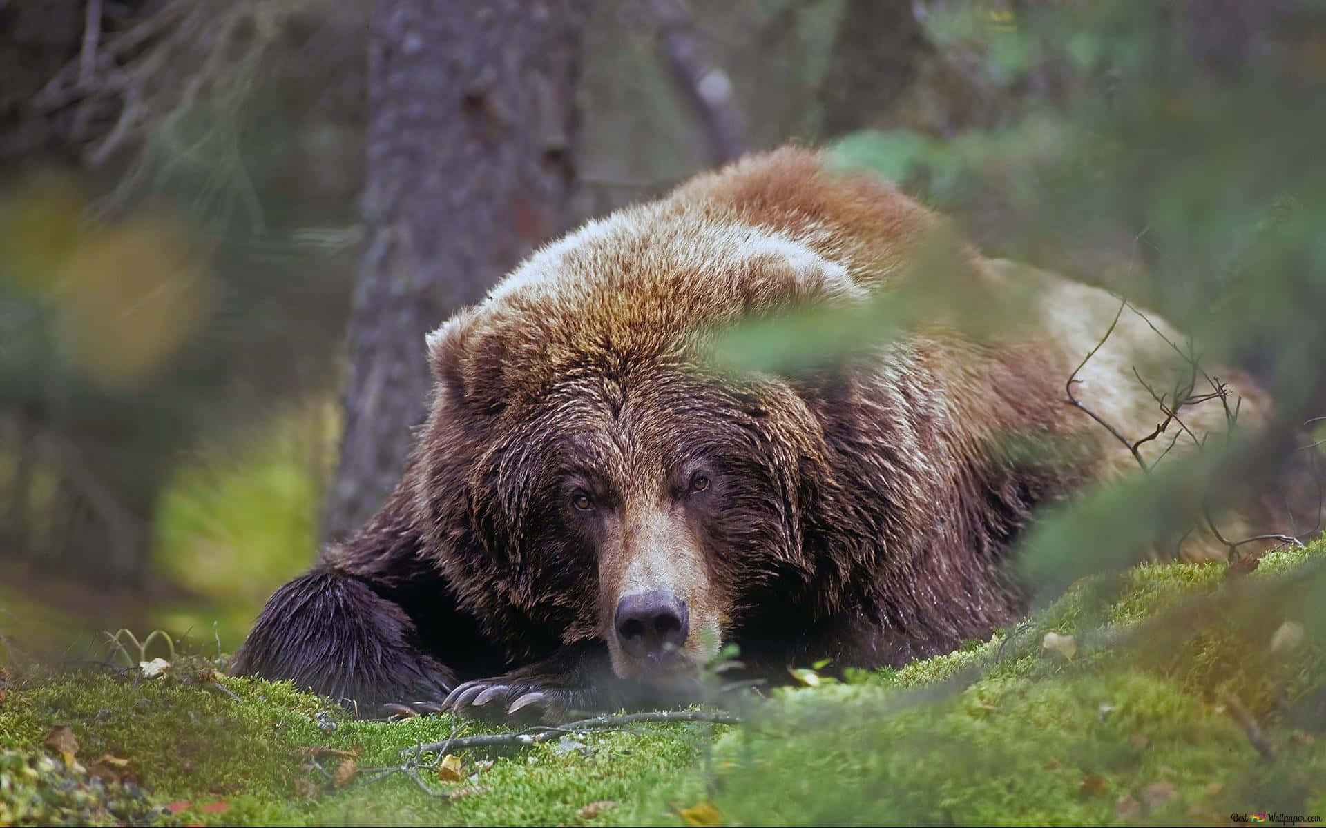 Kodiak Bear Pictures