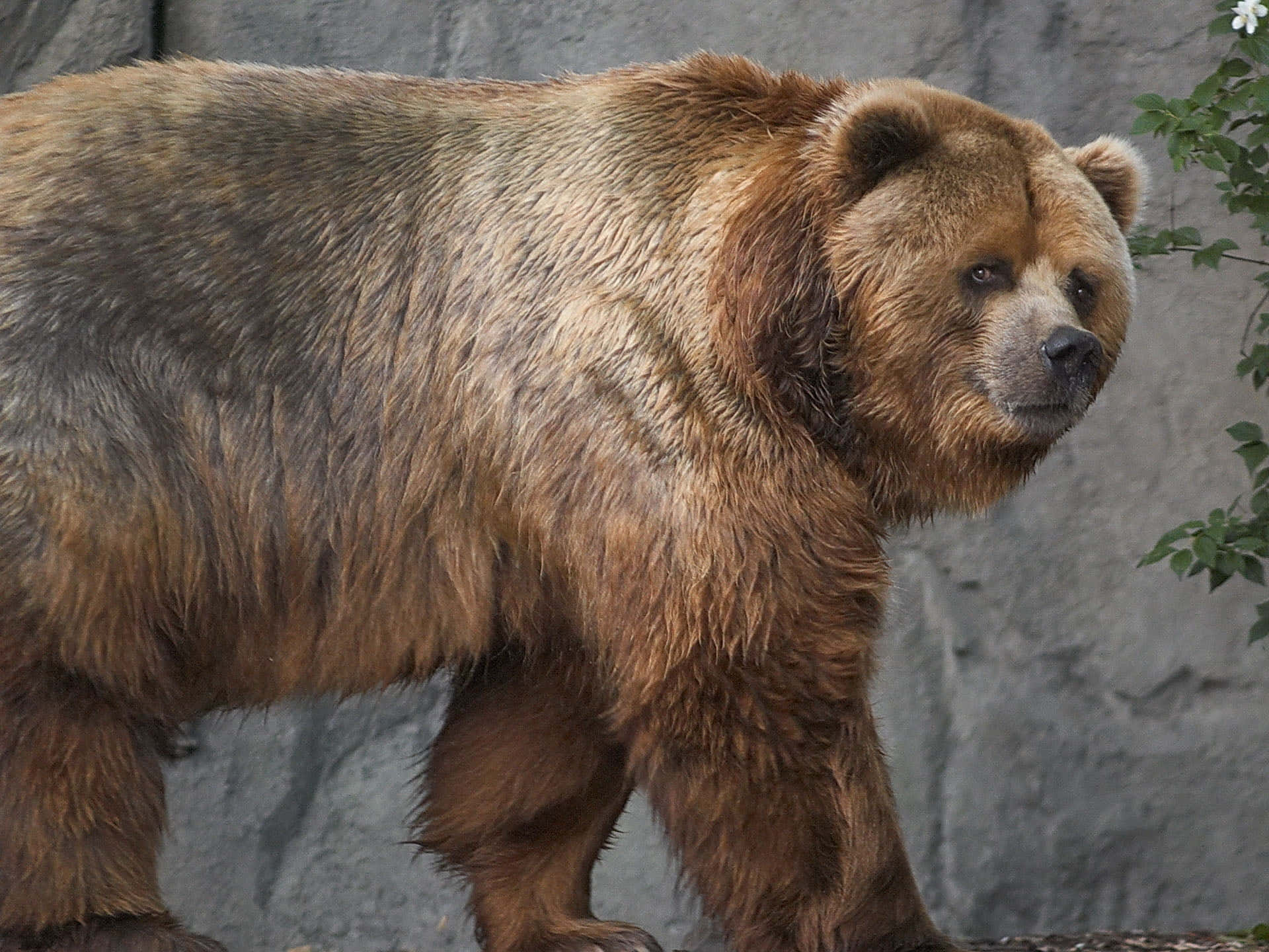 A rustic and powerful Kodiak Bear in its natural habitat