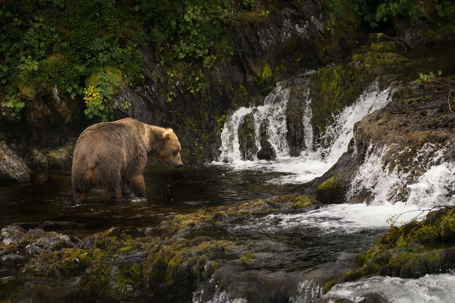 A Kodiak Bear in its Natural Habitat