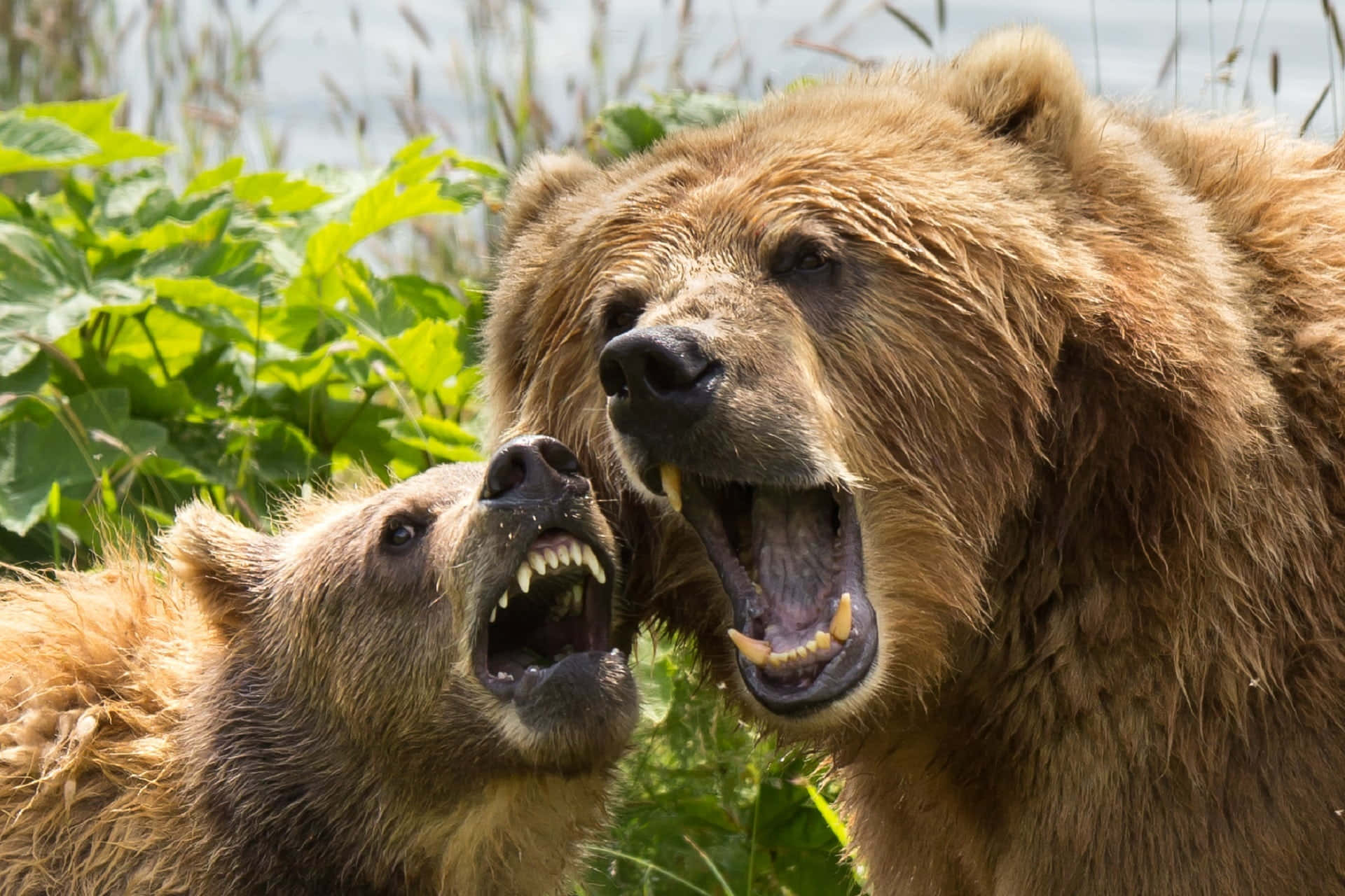 A Massive Kodiak Bear in its Natural Habitat