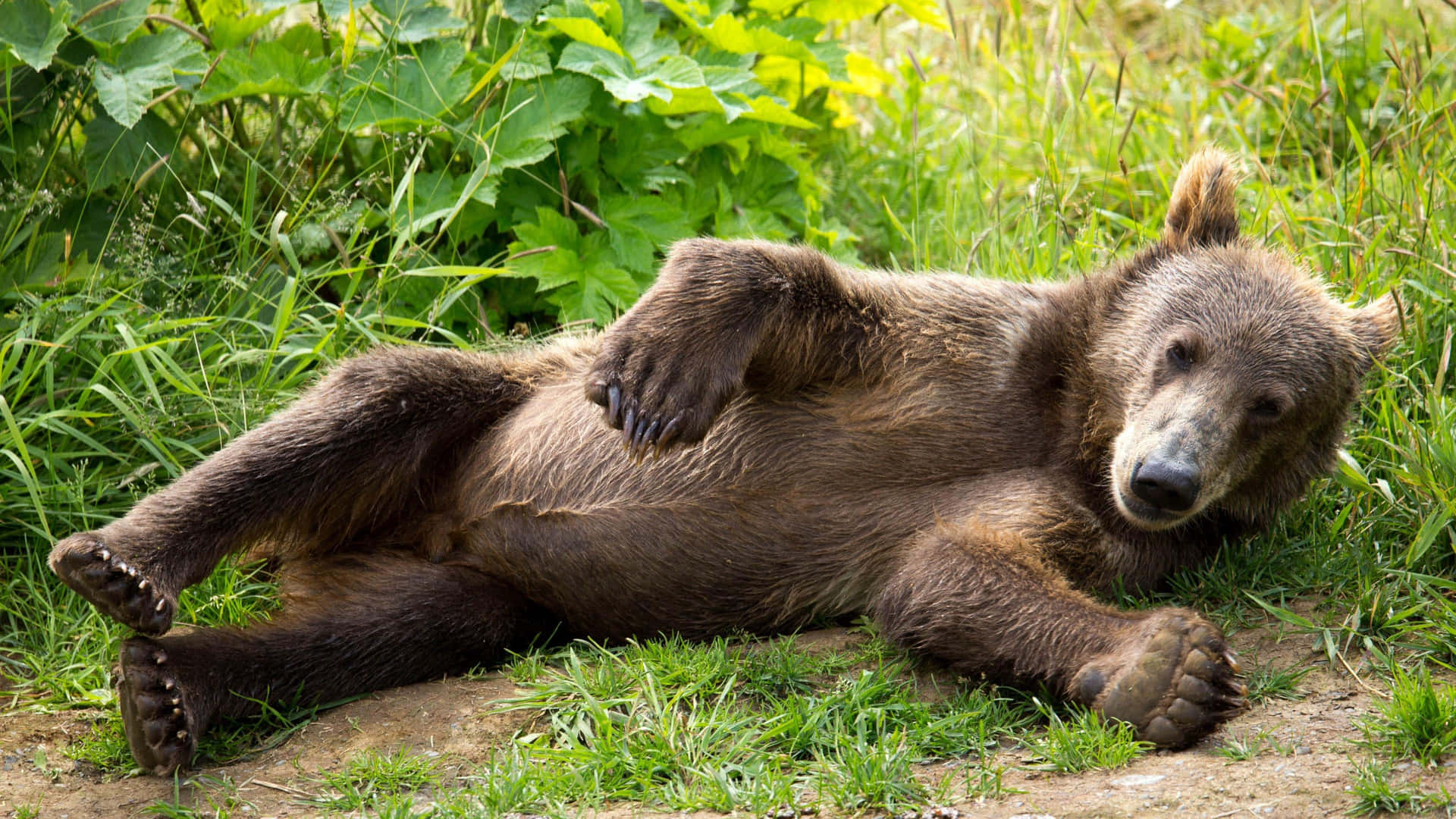 A Kodiak Bear in His Natural Environment