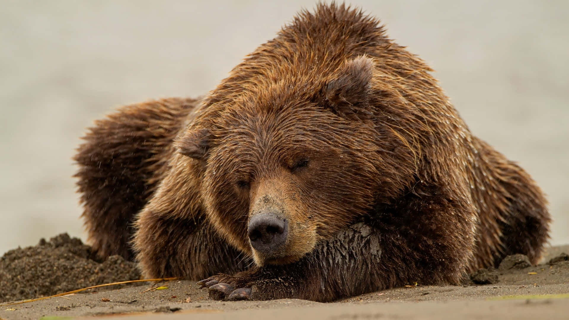 A Kodiak bear on the north coast of Alaska