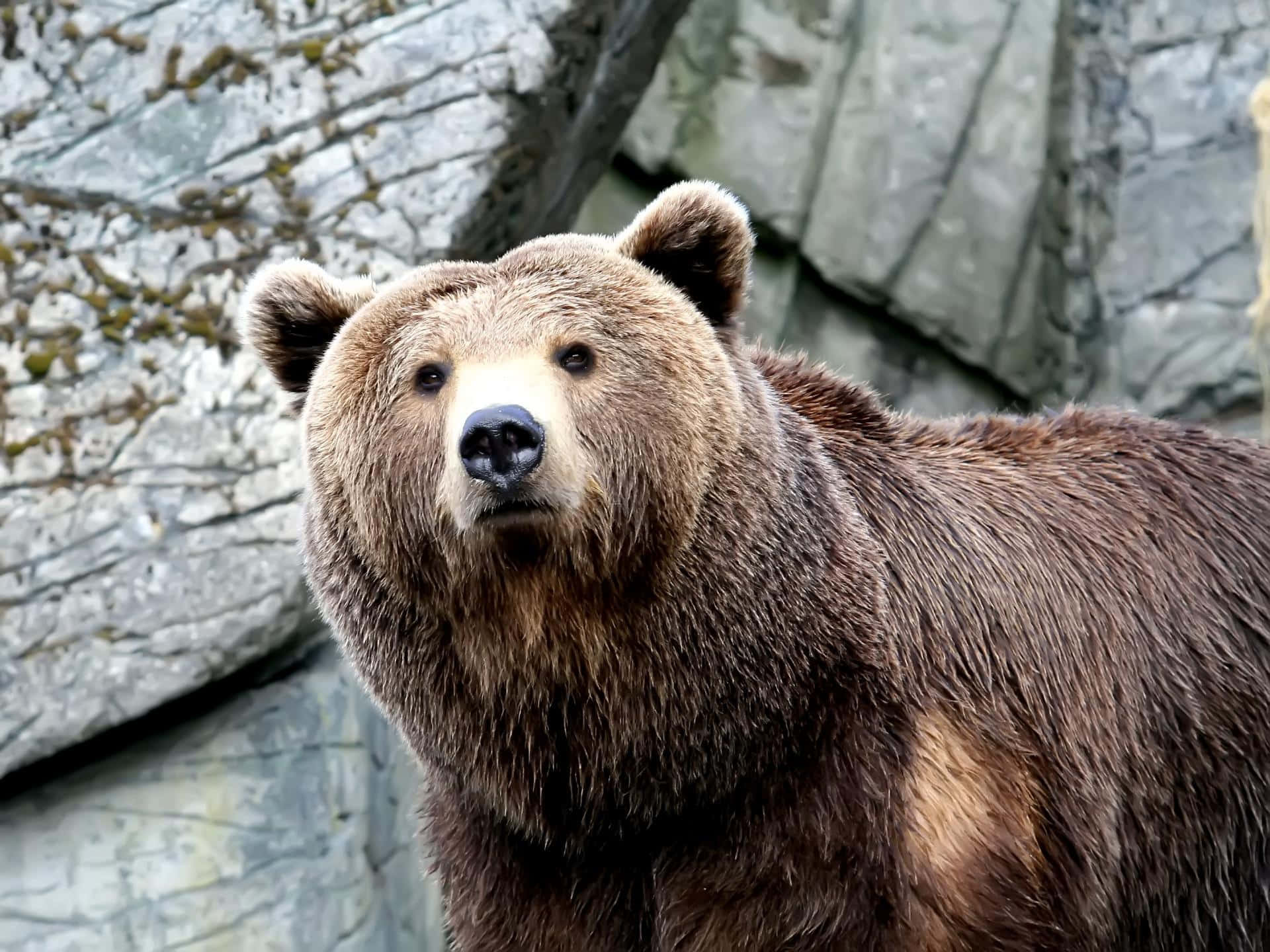 A Brown Bear Standing In Front Of A Rock Wall